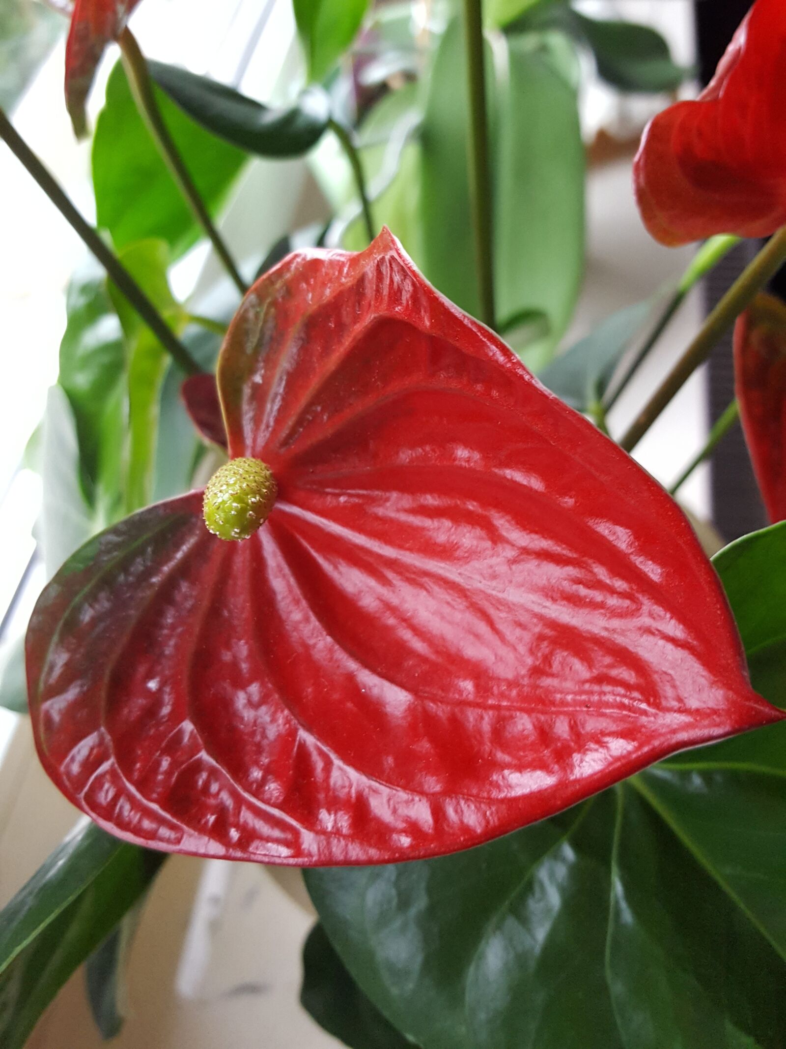 Samsung GALAXY S6 edge sample photo. Anthurium, blossom, bloom photography