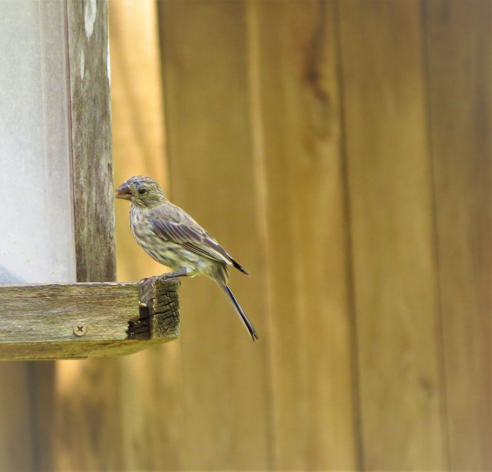 Canon PowerShot SX50 HS sample photo. Bird, brown and tan photography