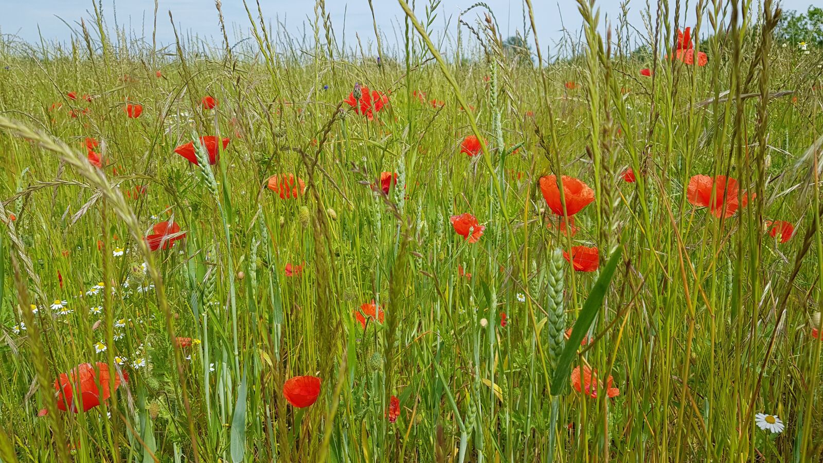 Samsung Galaxy S8+ sample photo. Poppy, field of poppies photography