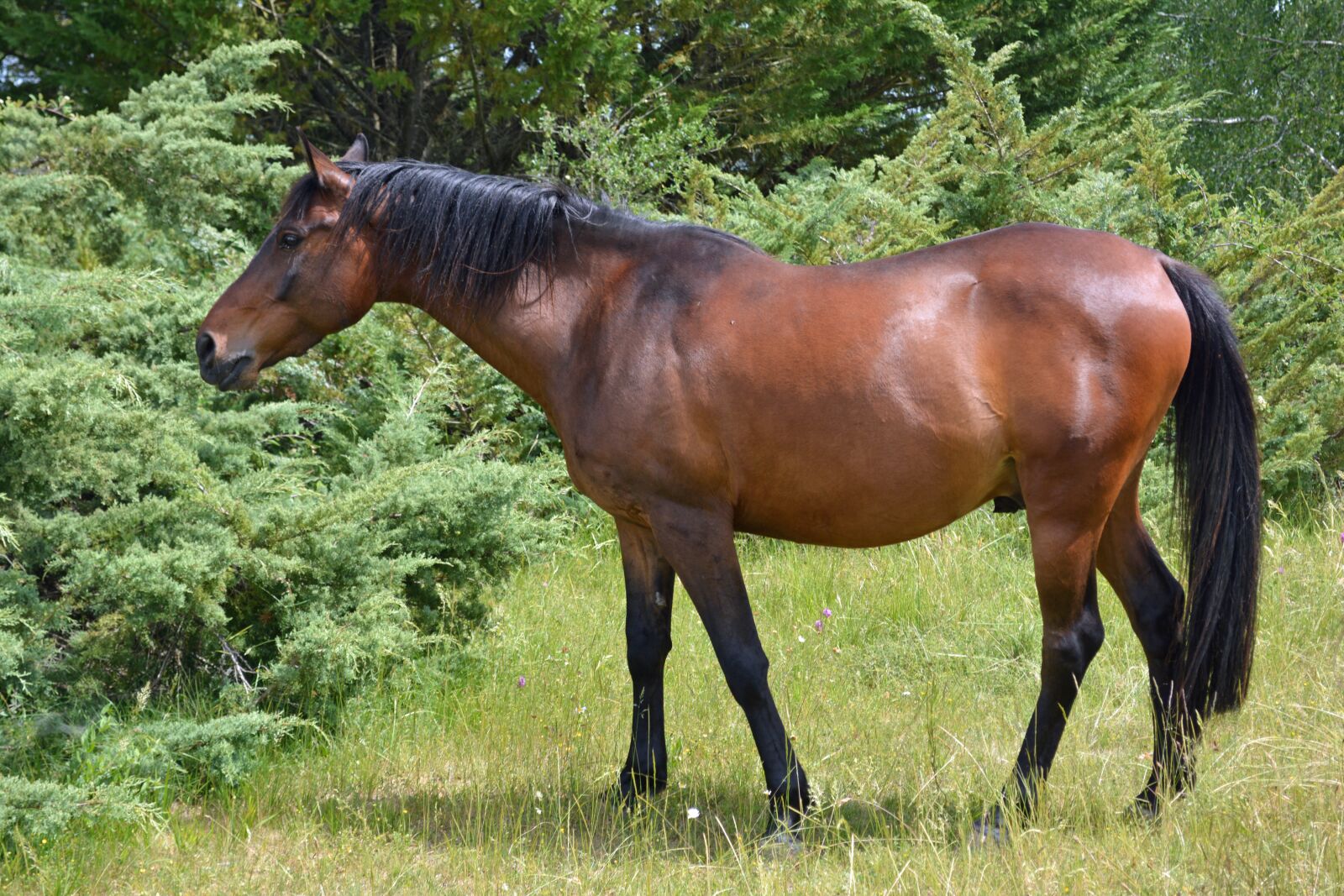 Nikon D5200 sample photo. Horse, pure arab blood photography