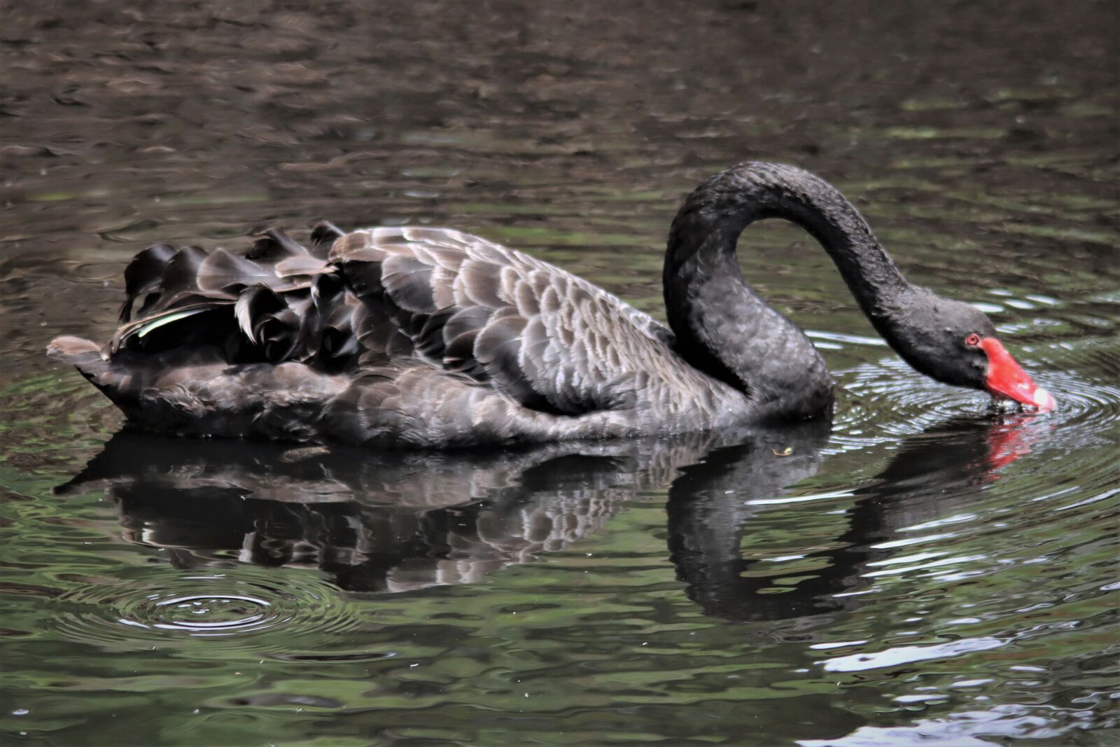 Canon EOS 90D sample photo. Black, swan, reflection photography