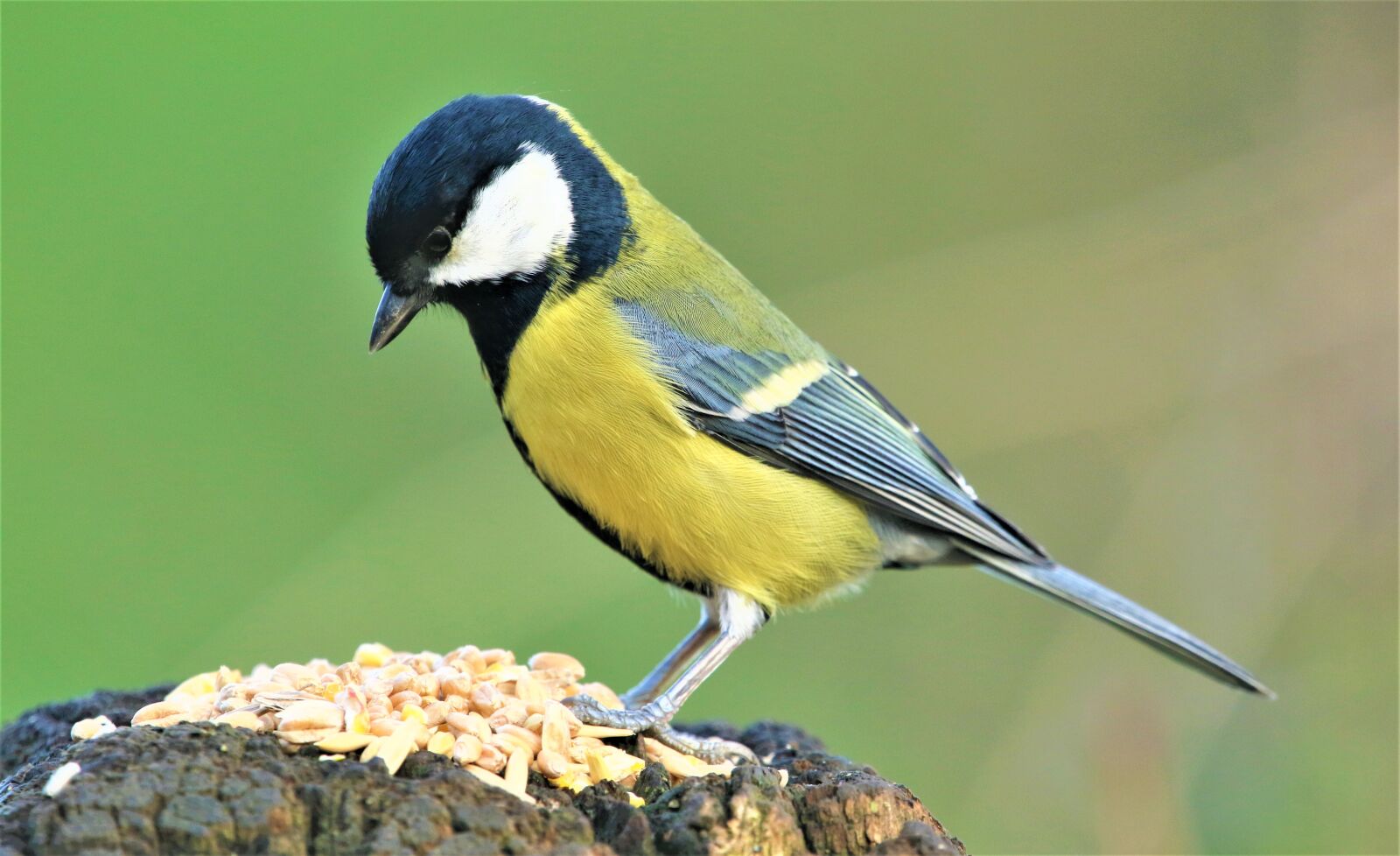 150-600mm F5-6.3 DG OS HSM | Contemporary 015 sample photo. Great tit, tit, bird photography