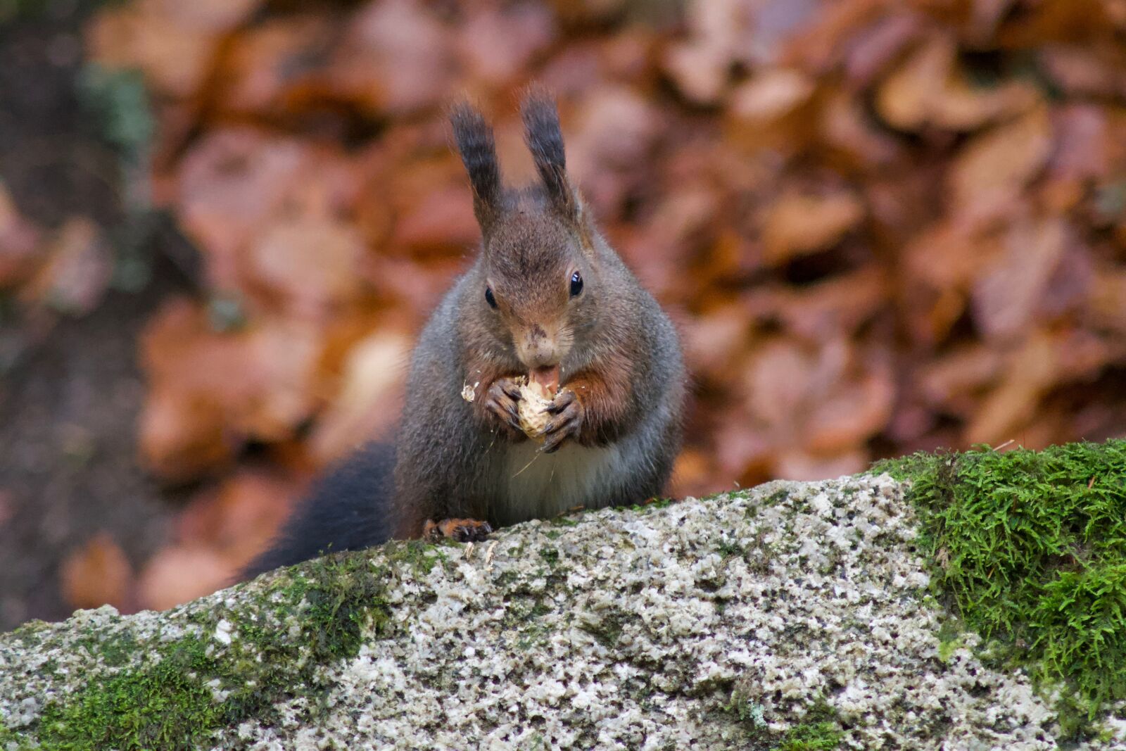 Nikon D3100 sample photo. Nature, animal world, wood photography