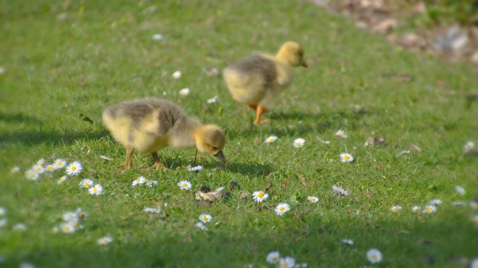 Nikon D5600 sample photo. Chicks, goslings, water bird photography
