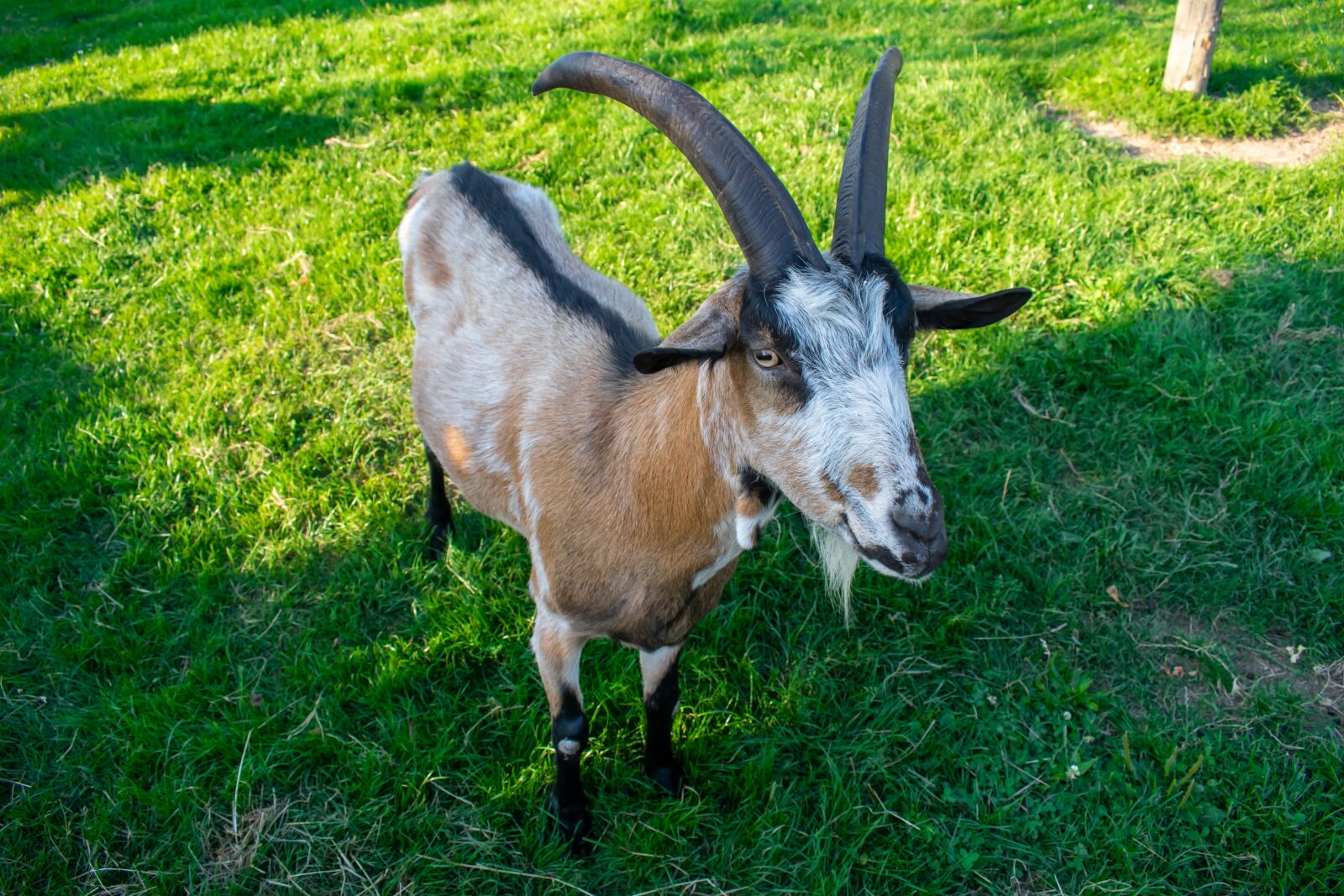 Nikon D5300 sample photo. Billy goat, goat, horn photography