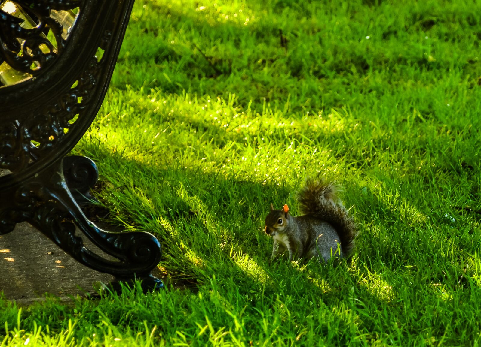 Nikon D5100 sample photo. Squirrel, animal, park photography