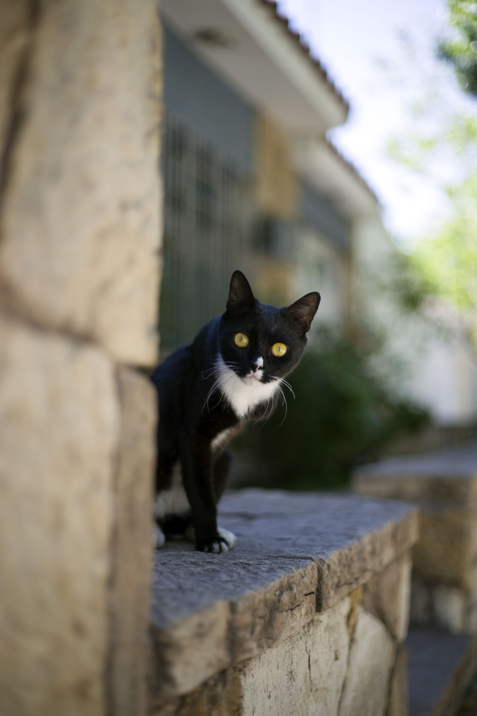 Canon EF 50mm F1.8 STM sample photo. Cute, black, kitten, looking photography