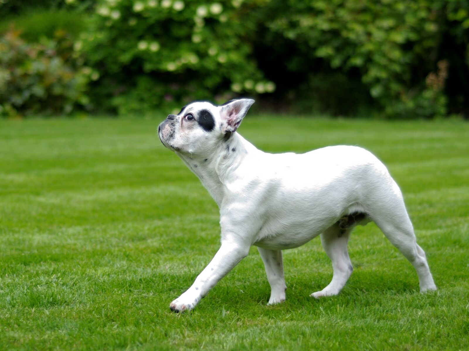 Nikon D300 sample photo. Dog, french bulldog, walk photography