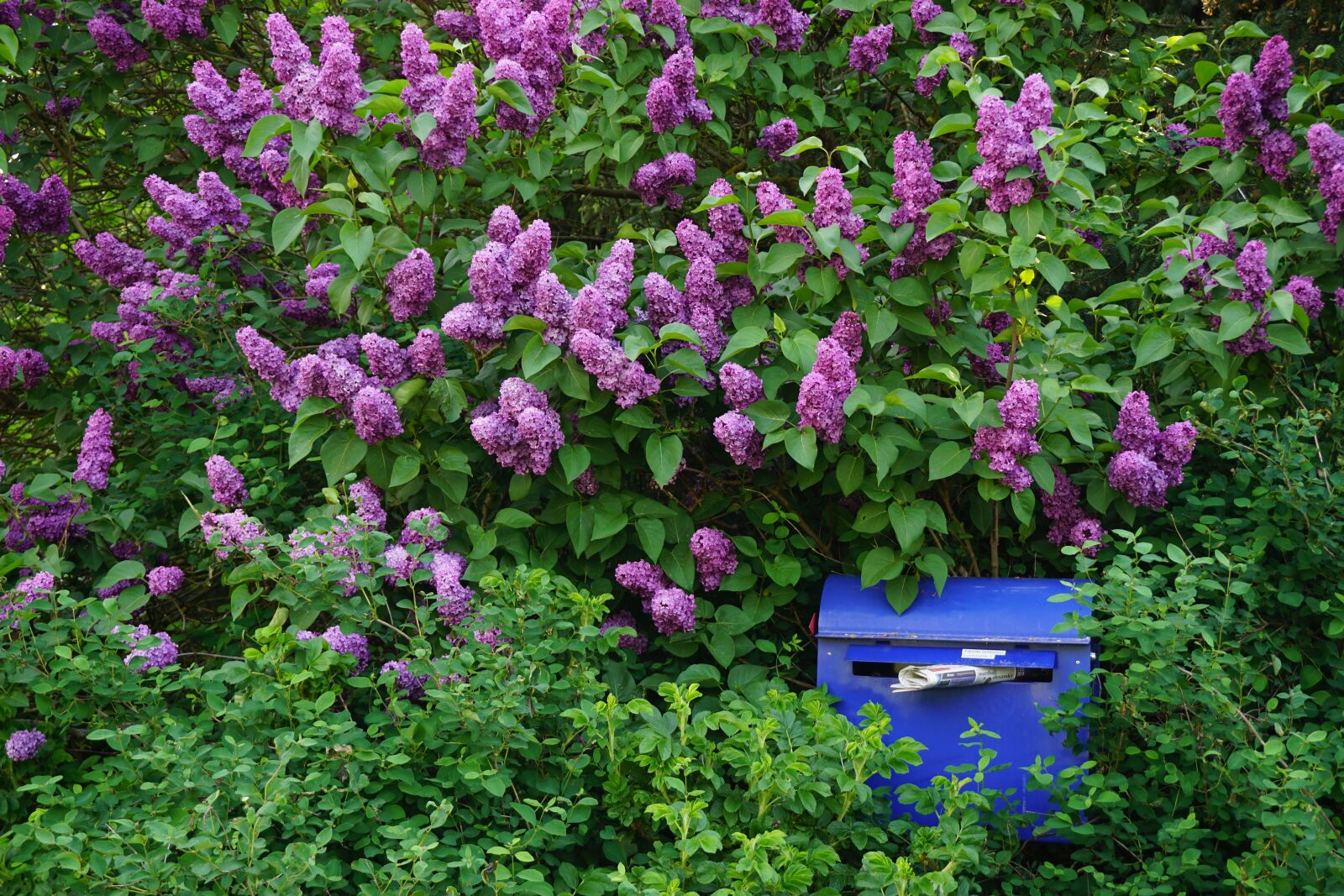 Sony a6000 sample photo. Lilac bush, purple, flowers photography
