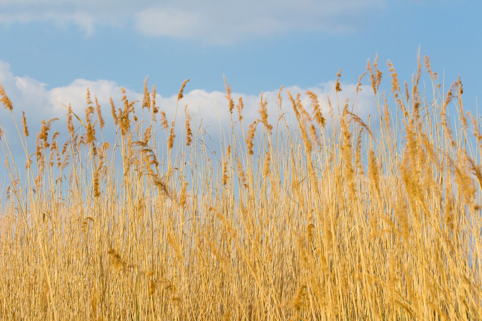 Canon EF-S 60mm F2.8 Macro USM sample photo. Reed, cloud, sky photography