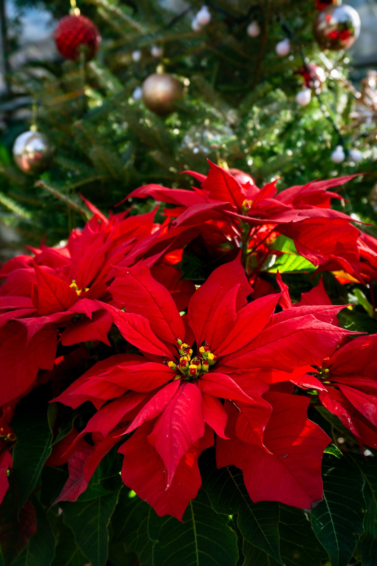 Sony a6000 sample photo. Poinsettia, christmas flower, red photography
