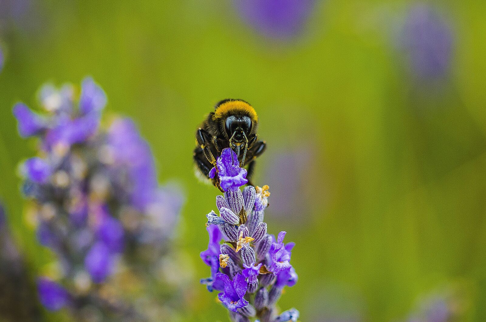 Nikon D7000 sample photo. Nature, flower, outdoors photography