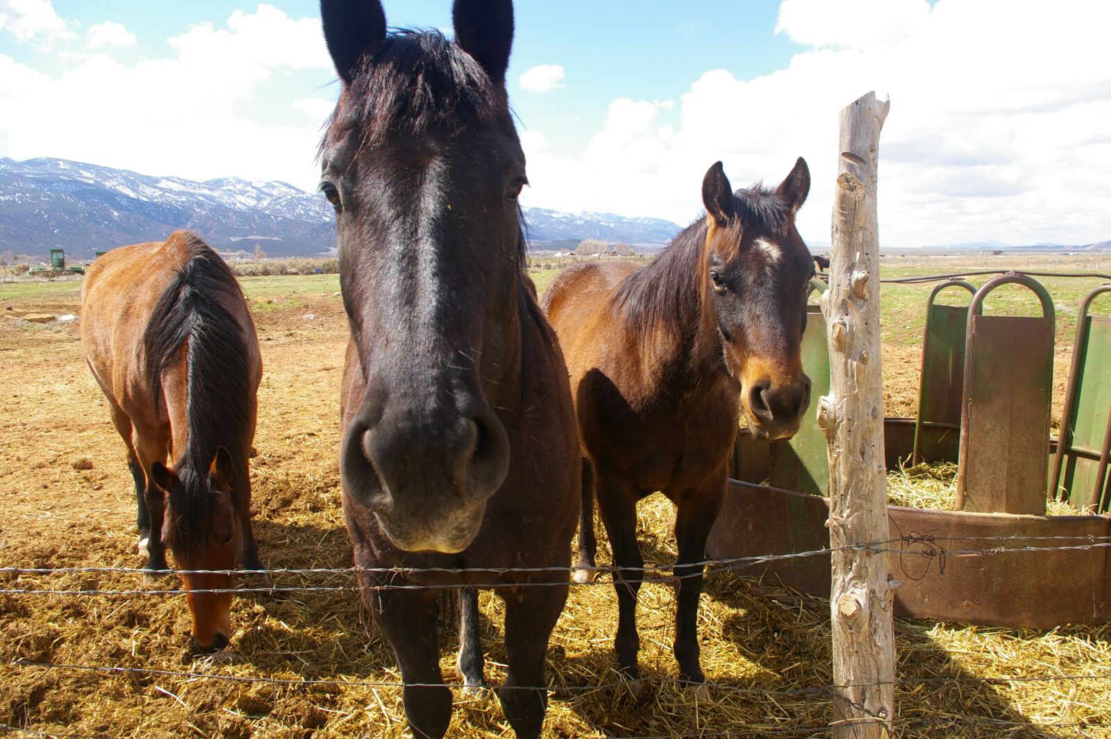 Pentax K100D Super sample photo. Utah, horses, animals photography