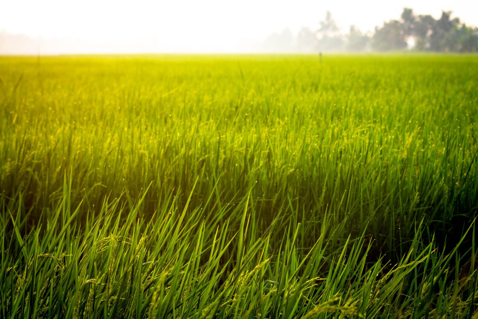 Canon EOS 60D sample photo. Farm, rice, field photography