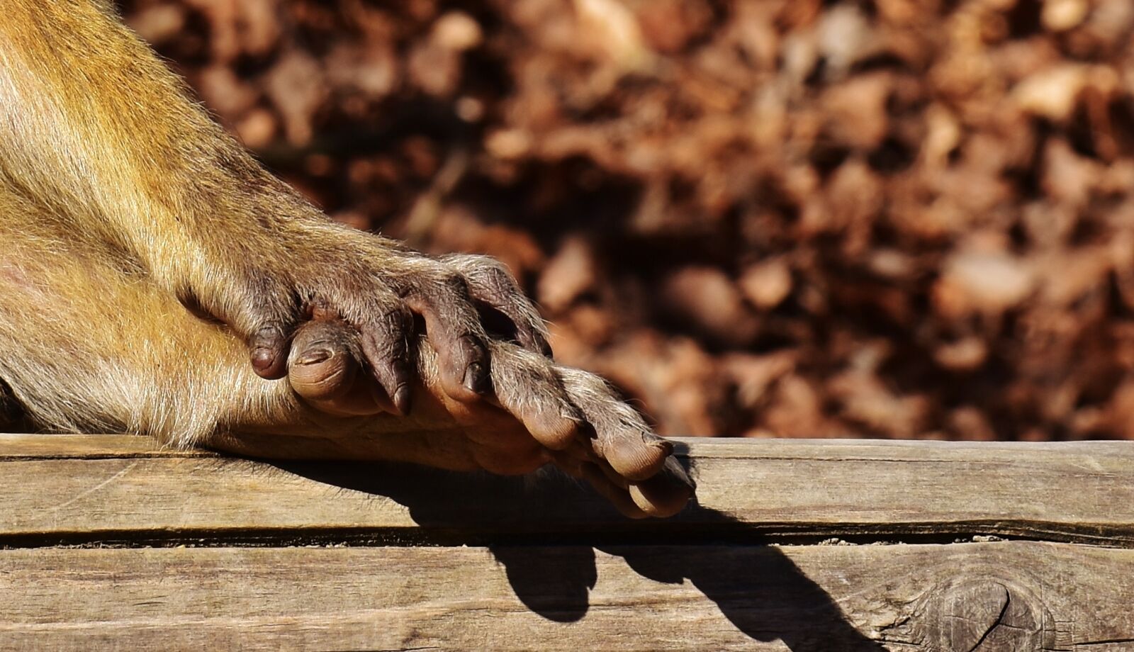 Nikon D7200 sample photo. Barbary ape, foot, hand photography