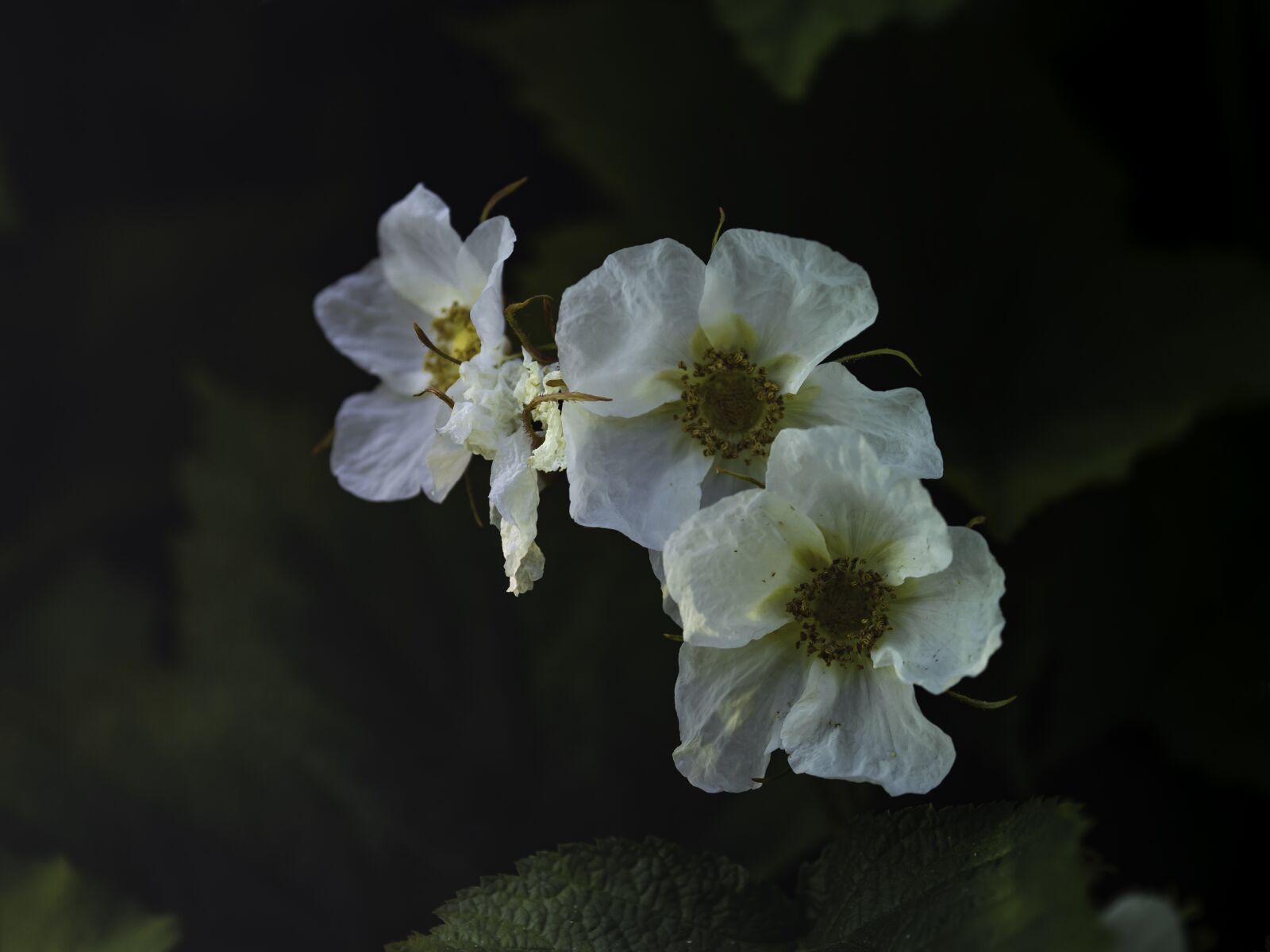 Olympus OM-D E-M10 II sample photo. Thimbleberry, flower, white photography