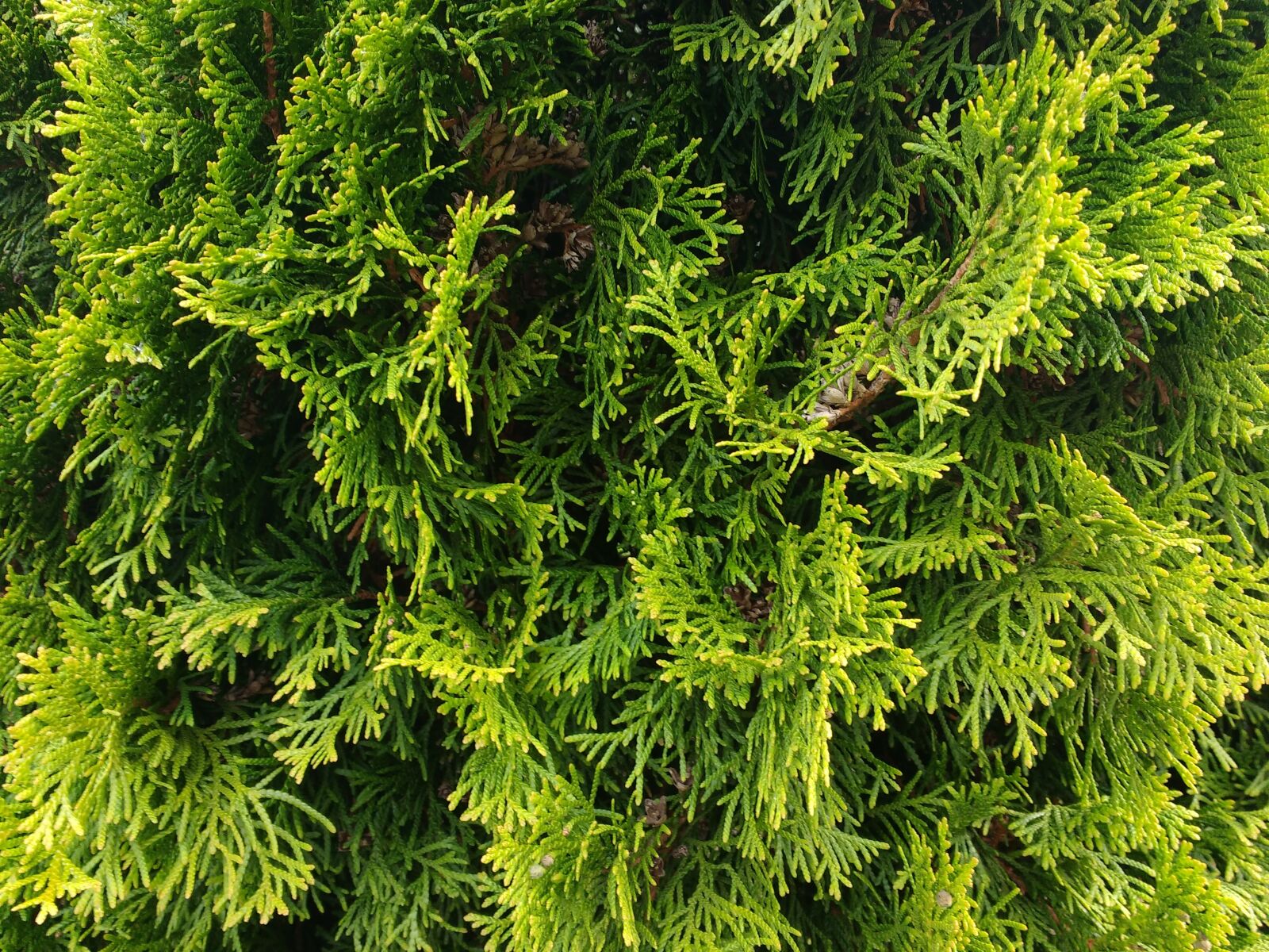 Motorola MotoG3 sample photo. Thuje, thuja, texture photography