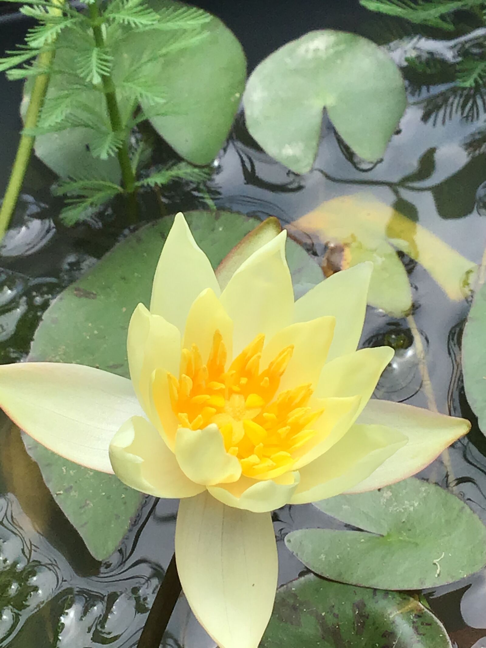 Apple iPad (7th generation) sample photo. Water lily, yellow flower photography