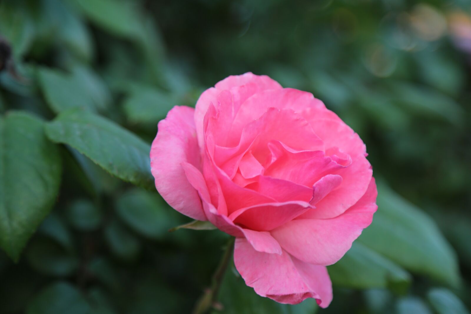 Canon EF 24-105mm F4L IS USM sample photo. Rose, pink roses, flower photography