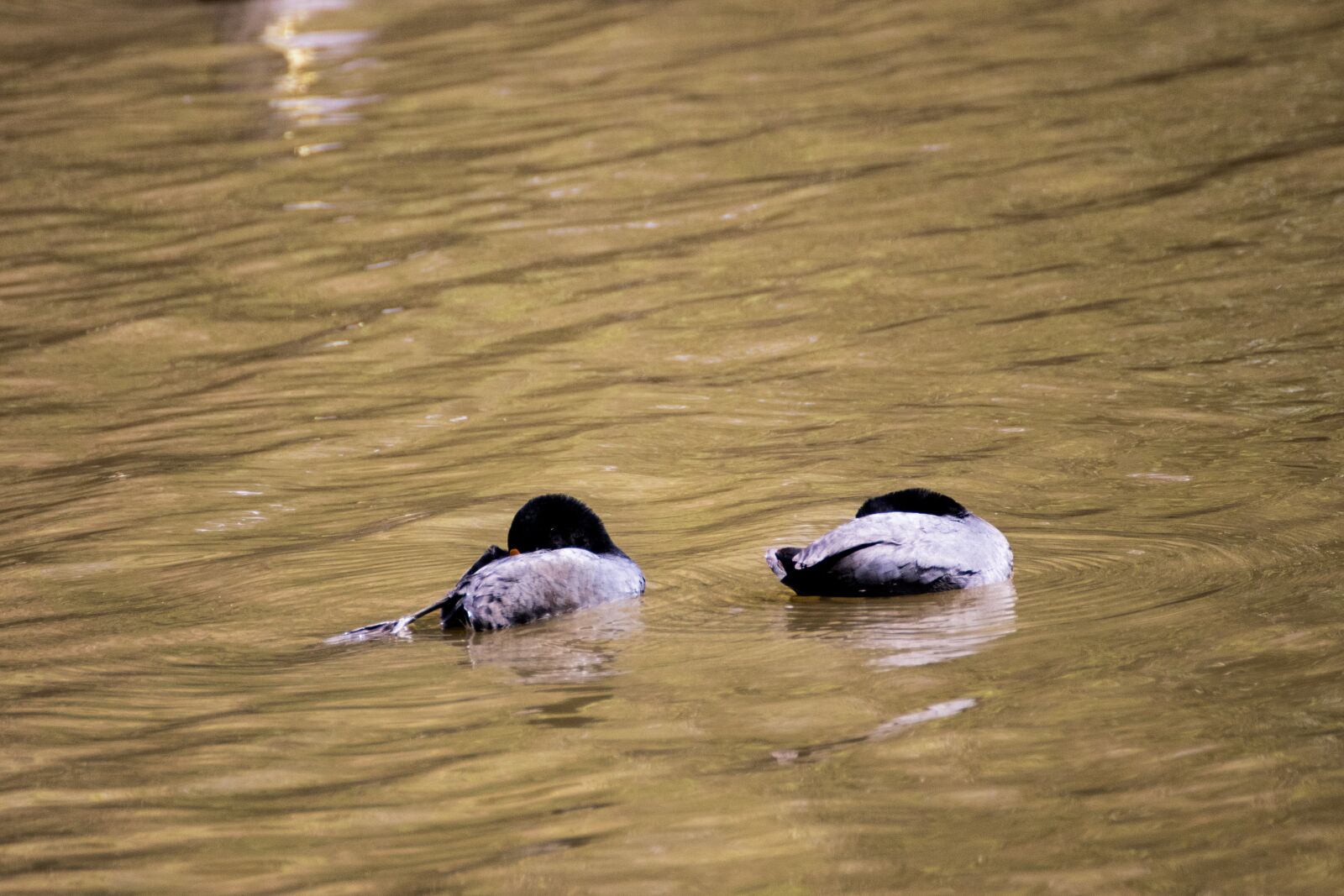 Canon EOS 200D (EOS Rebel SL2 / EOS Kiss X9) sample photo. Ducks, lake, duck photography