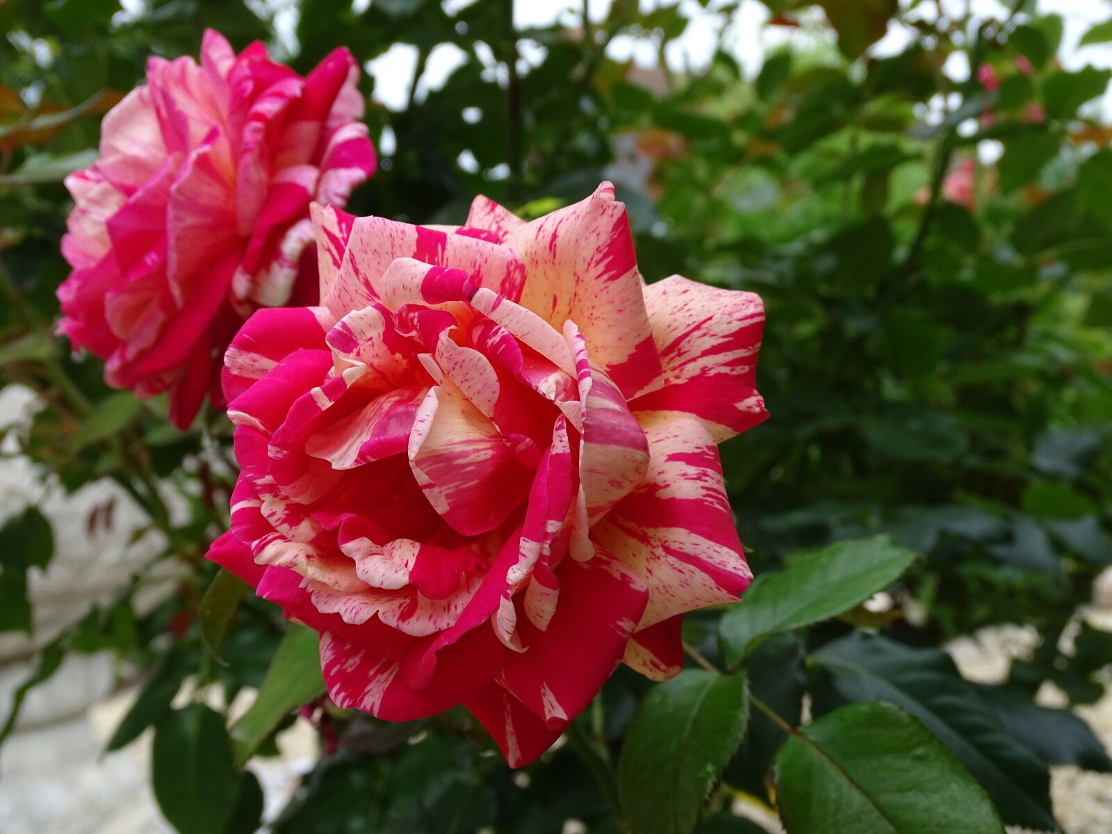 Sony Cyber-shot DSC-HX400V sample photo. Floribunda, scented rose, rose photography