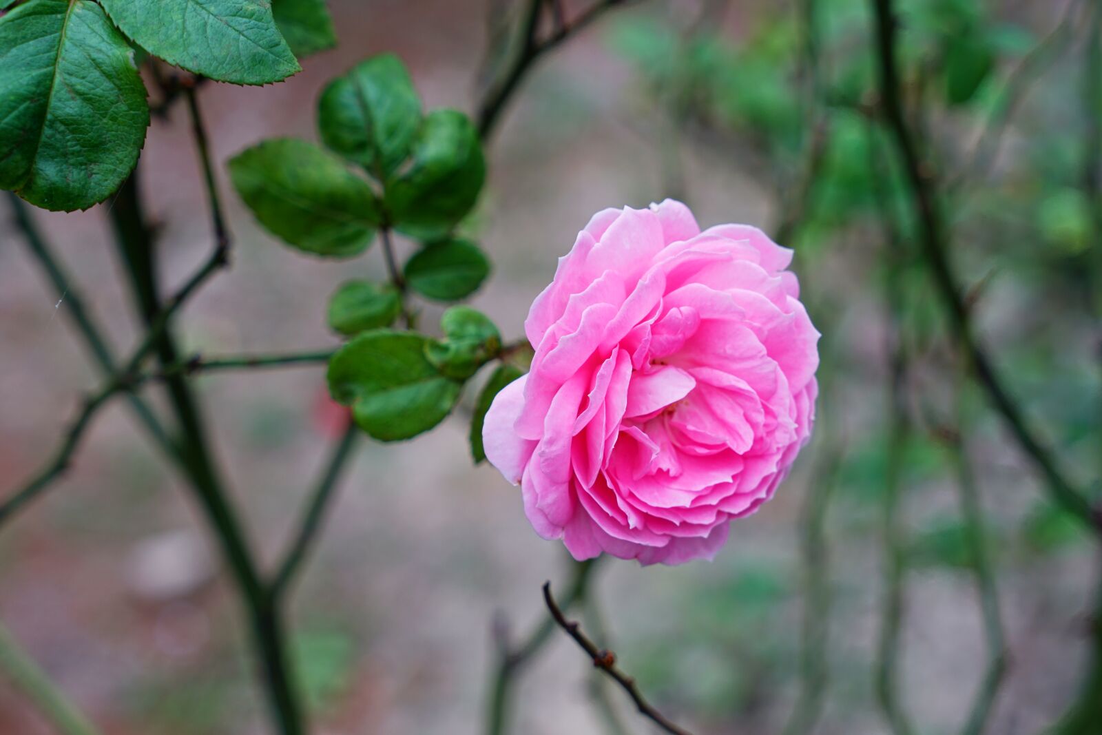 Sony a7R II + Sony Vario Tessar T* FE 24-70mm F4 ZA OSS sample photo. Rose, flower, blossom photography