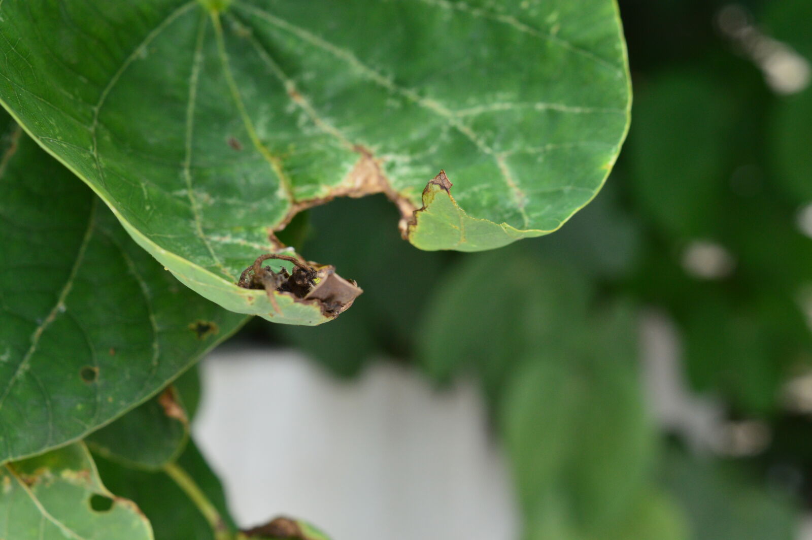 Nikon D3200 sample photo. Nature, photography, nature, wallpaper photography