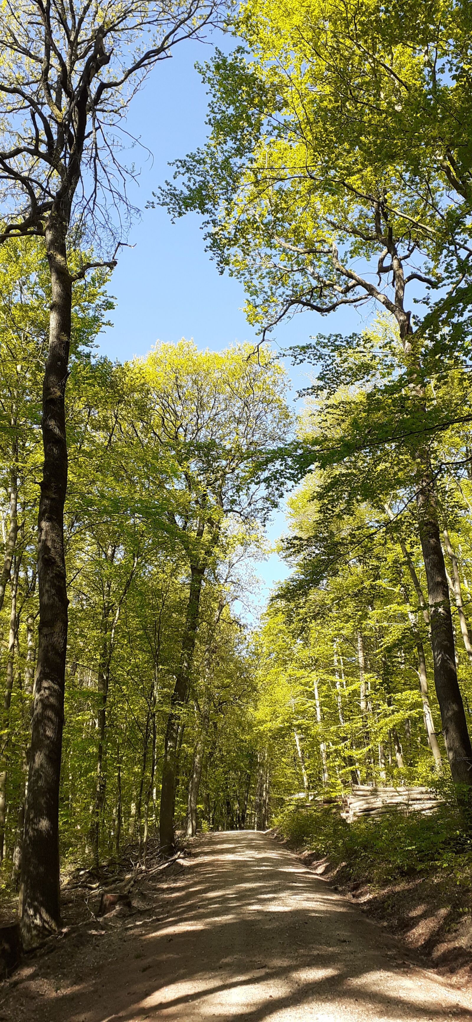 Samsung SM-A202F sample photo. Forest, sun, away photography