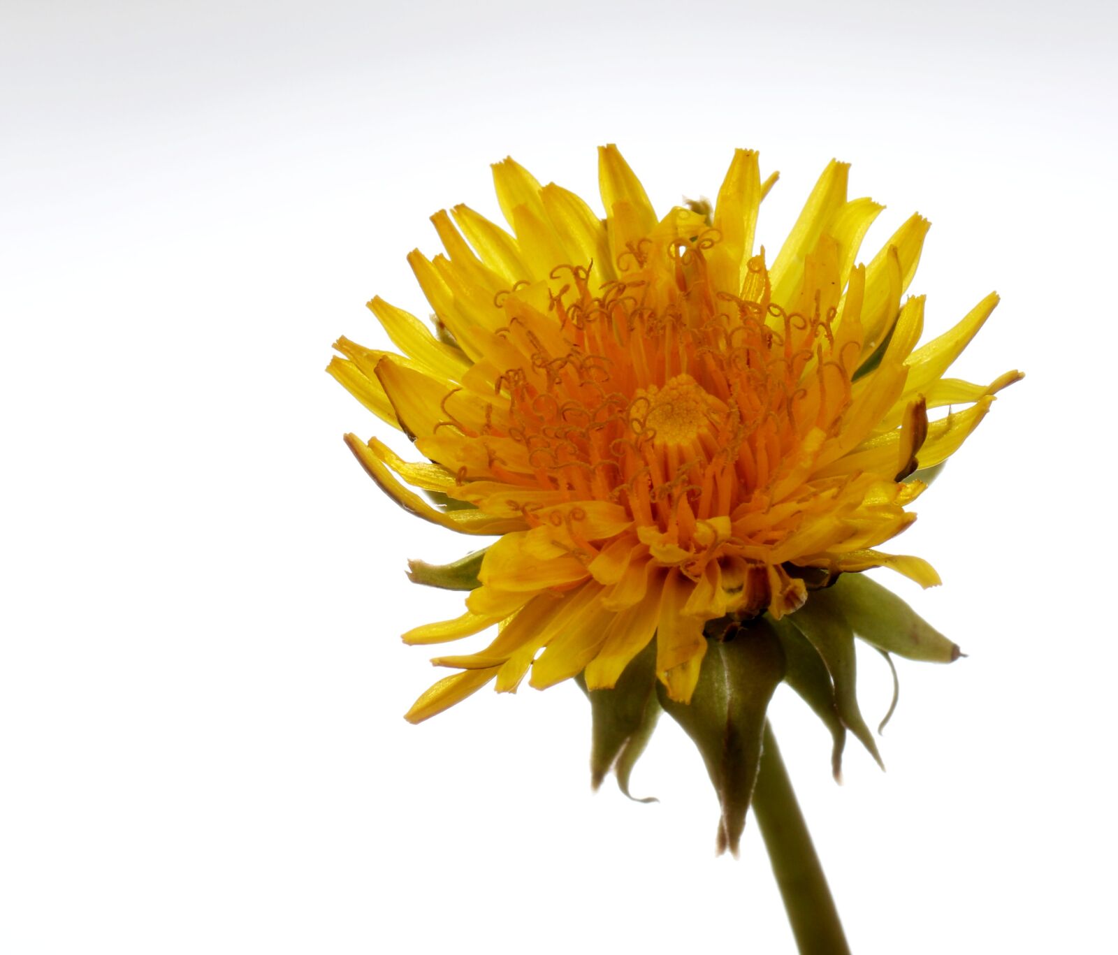 Canon EOS 80D sample photo. Flower, spring, summer photography