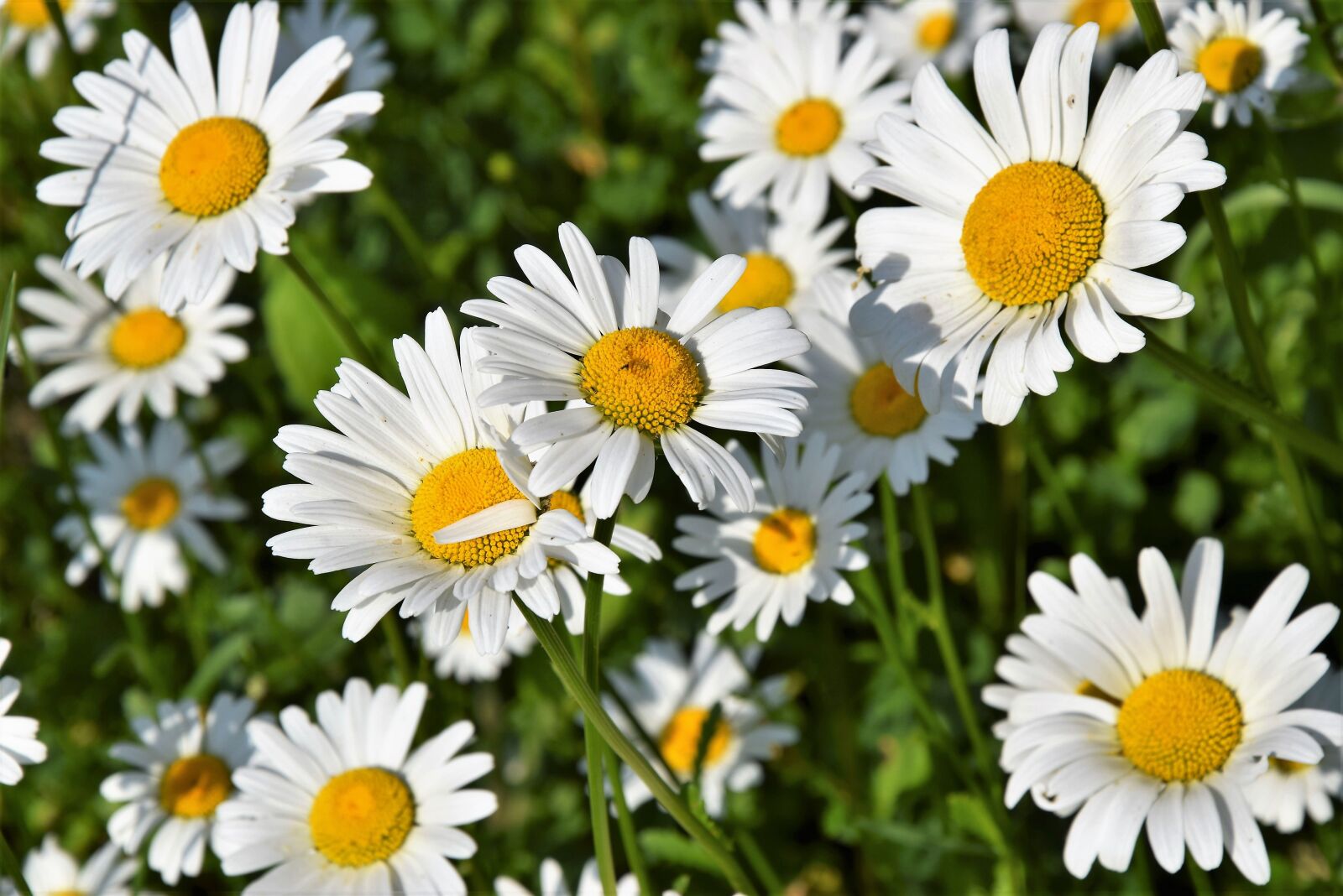 Nikon D5300 sample photo. Meadow, flower, flowers photography