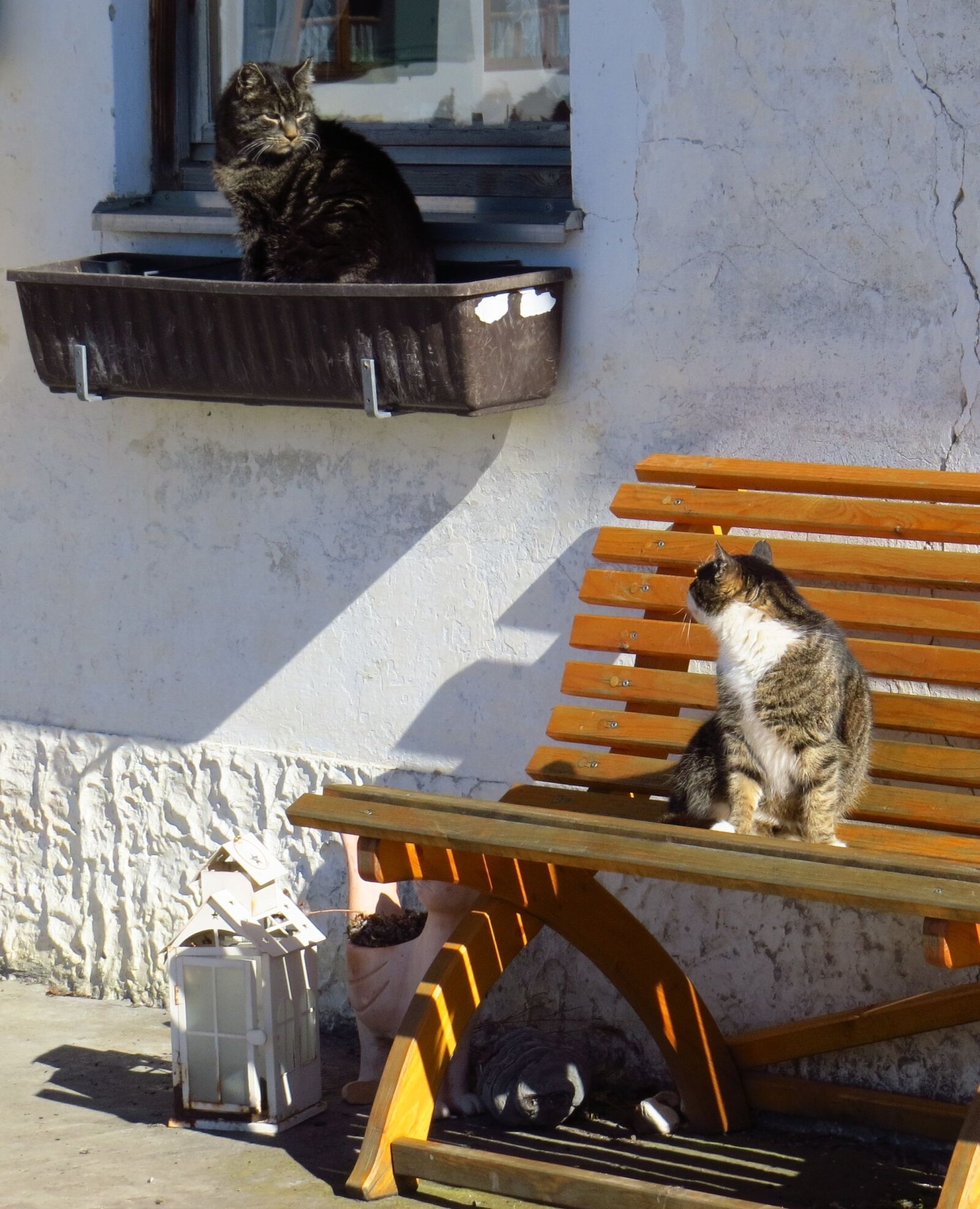 Canon PowerShot SX50 HS sample photo. Cat, animal, pets photography