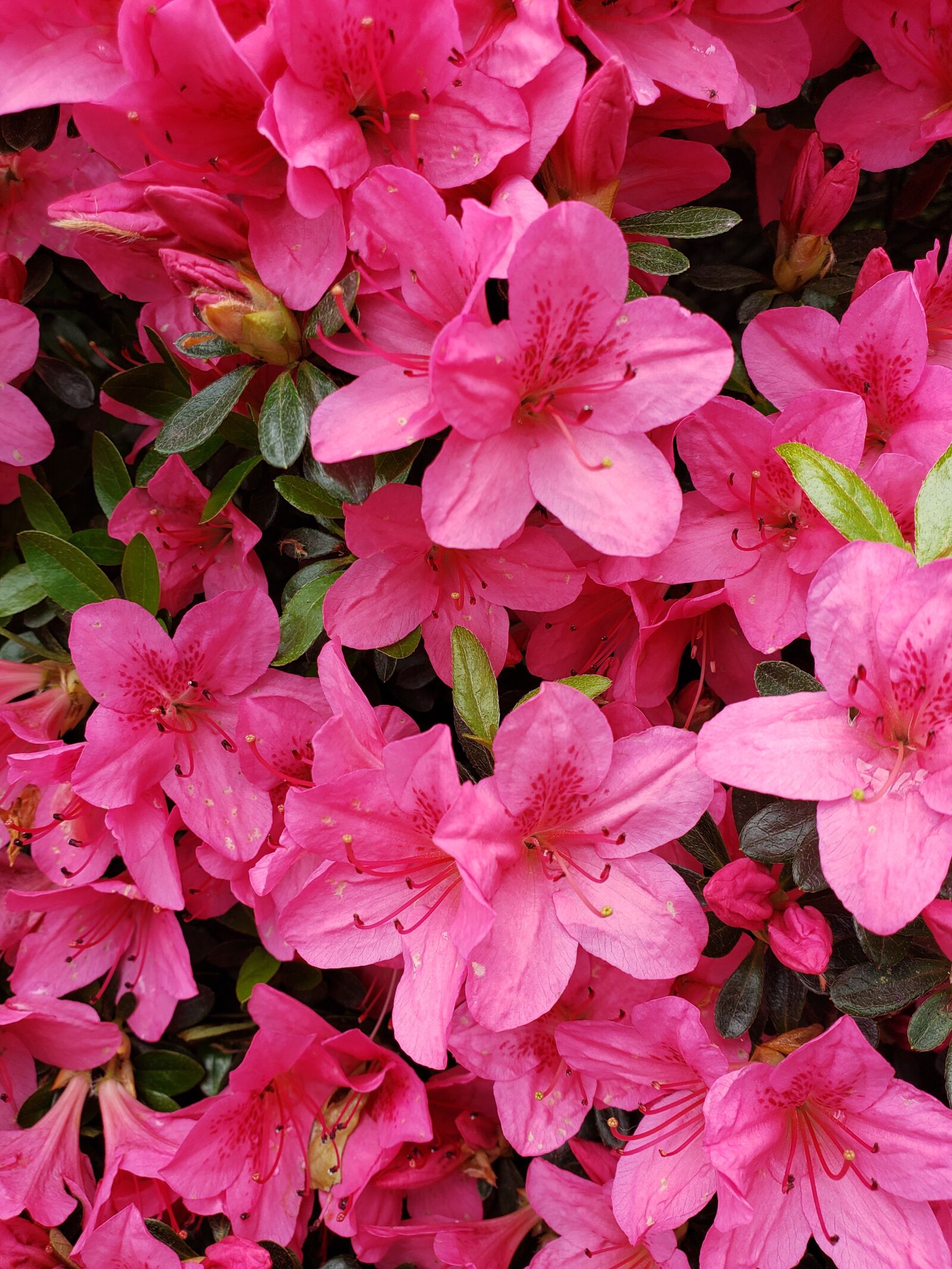 Samsung Galaxy S9+ sample photo. Spring, azalea, pink photography