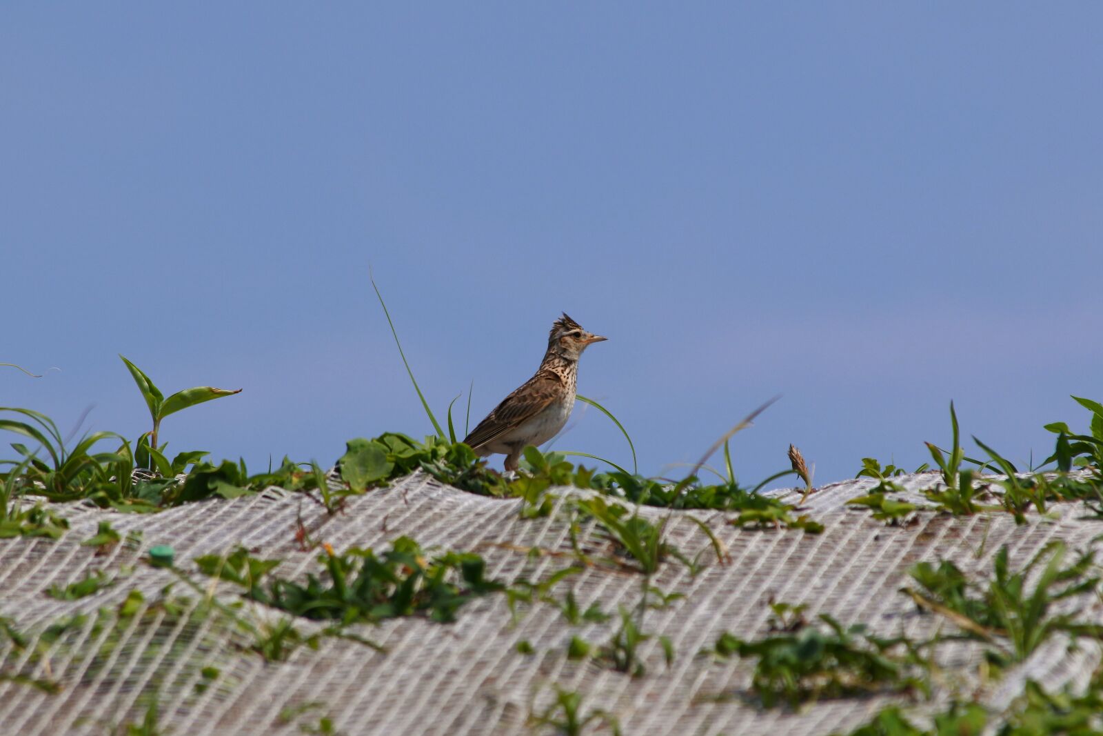 Nikon 1 J5 + VR 55-200mm f/4-5.6G sample photo. Animal, beach, plant photography