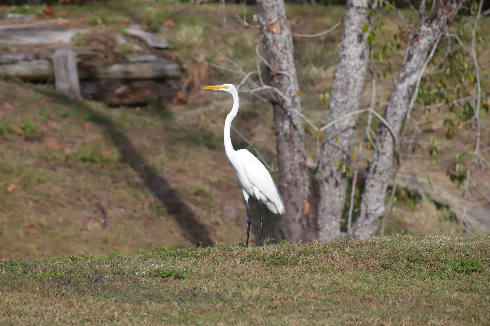 Canon EOS 6D Mark II sample photo
