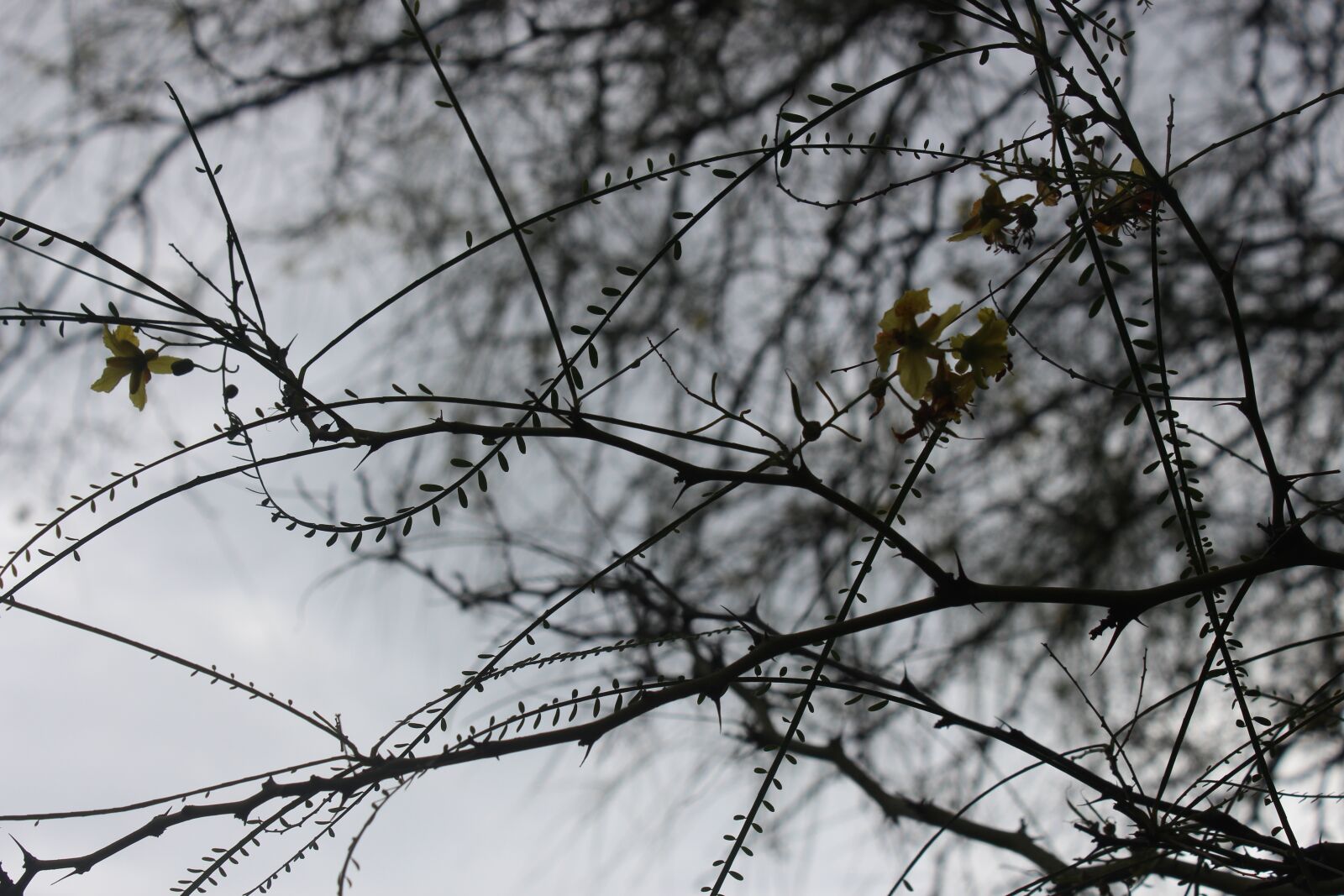 Canon EOS 700D (EOS Rebel T5i / EOS Kiss X7i) sample photo. Sad, dark, sadness photography