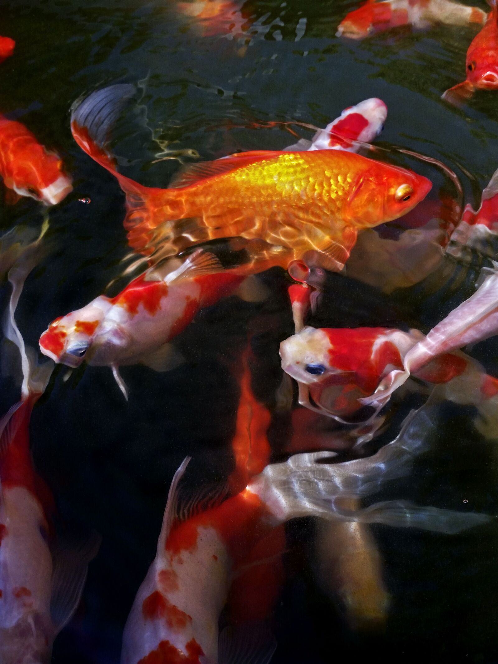 Samsung Galaxy S5 sample photo. Koi fish, fish pond photography