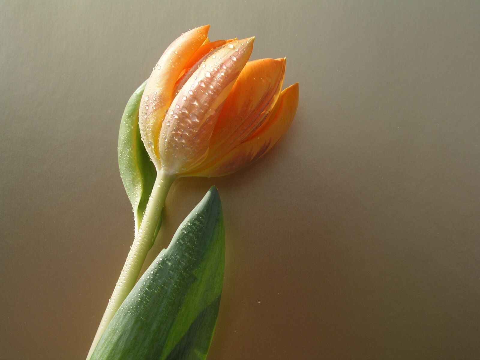 Olympus C5050Z sample photo. Tulips, flower, bloom photography