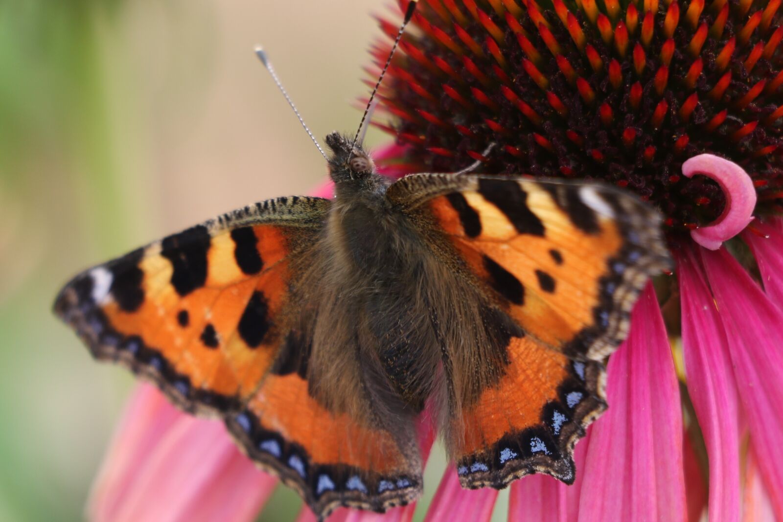 Canon EOS 7D Mark II sample photo. Butterfly, flower, nature photography