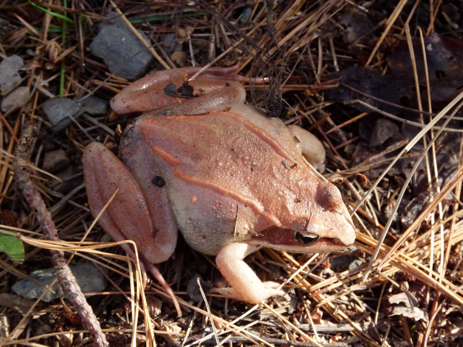 Panasonic Lumix DMC-FZ100 sample photo. Wood frog, pink, amphibian photography