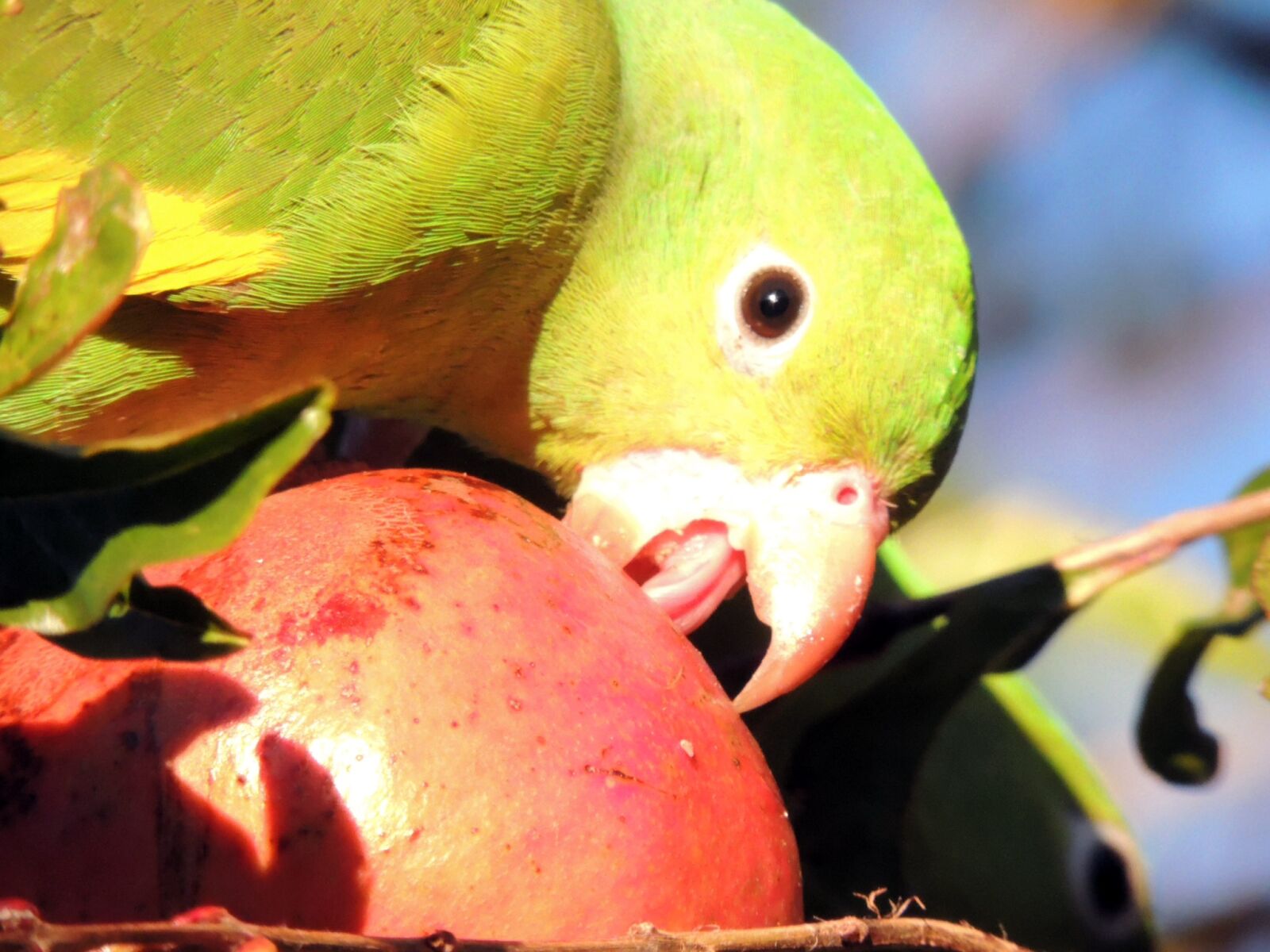 Nikon Coolpix P510 sample photo. Bird, eating, feather, fruit photography