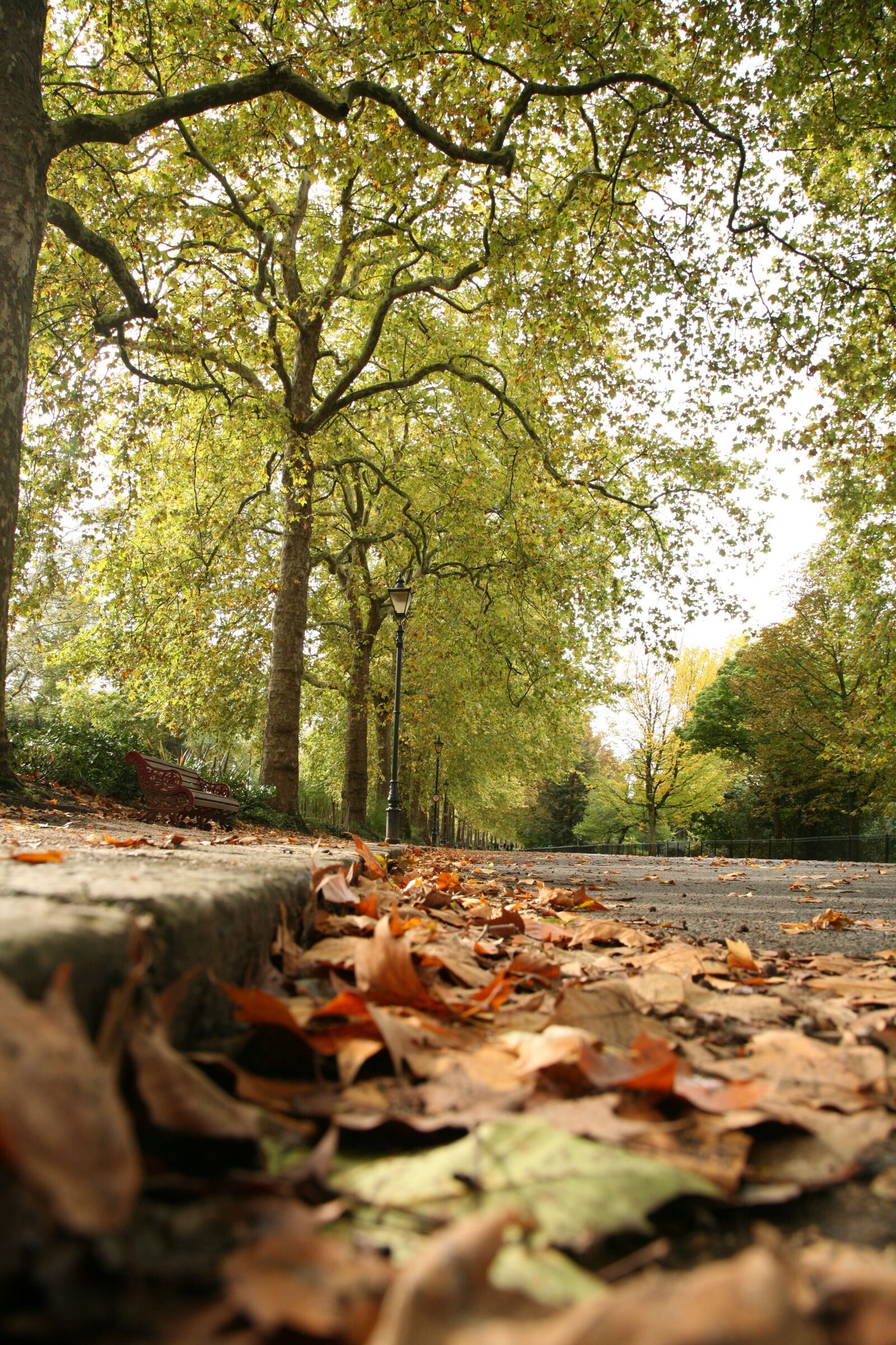 Canon EOS 5D sample photo. Trees, autumn, forest photography