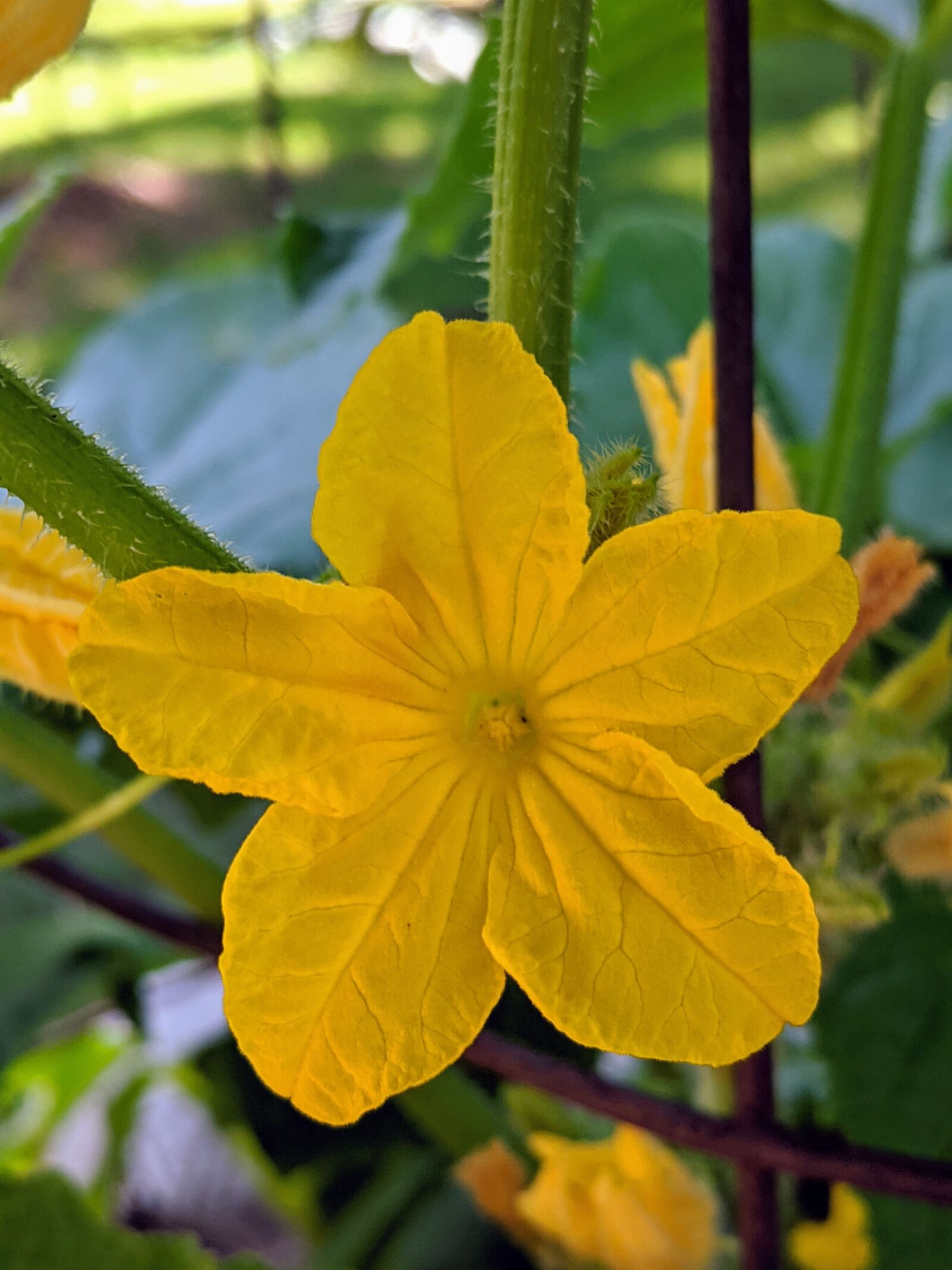 Google Pixel sample photo. Cucumber, yellow flower, garden photography
