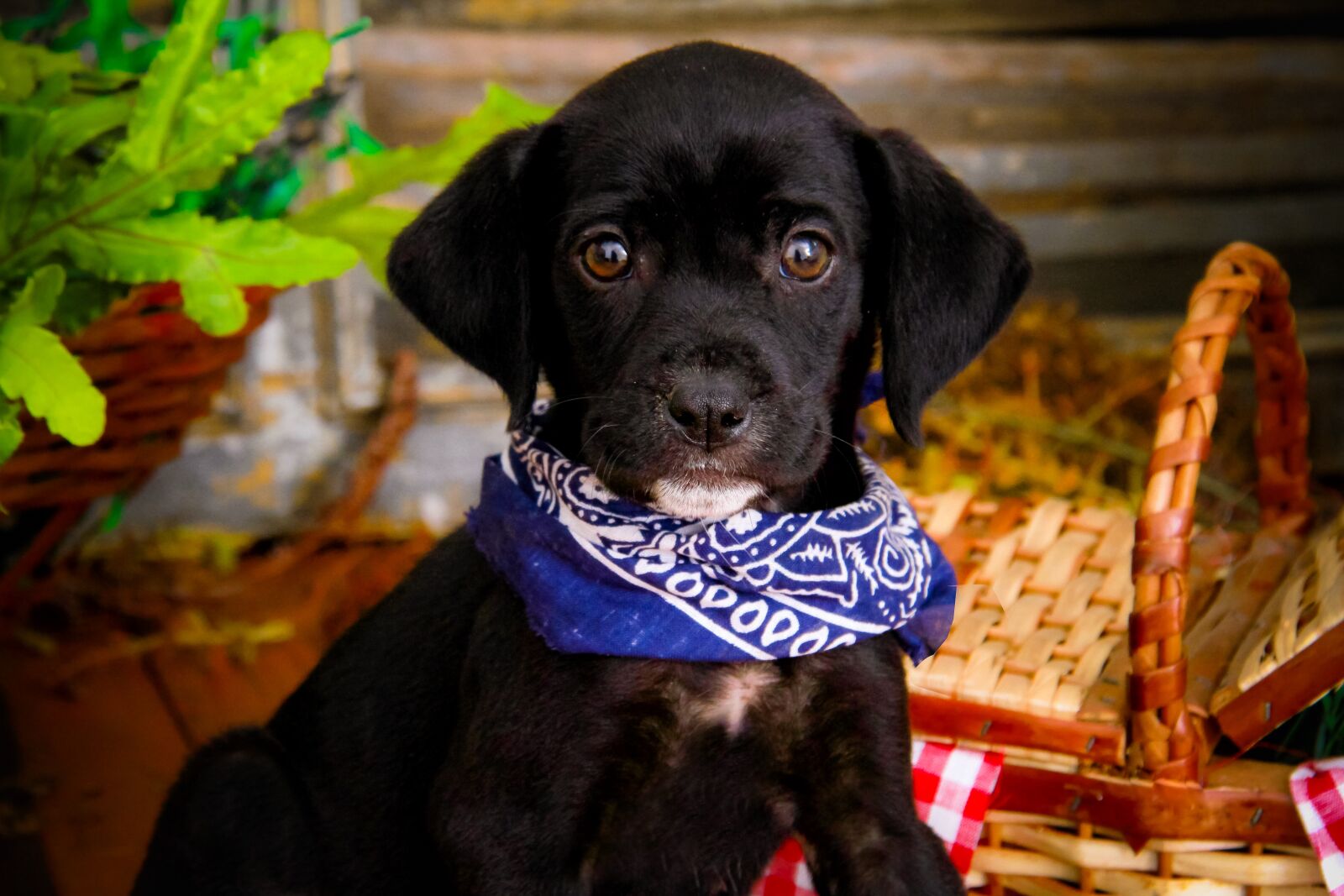 Canon EOS 7D sample photo. Dog, pet, animal photography