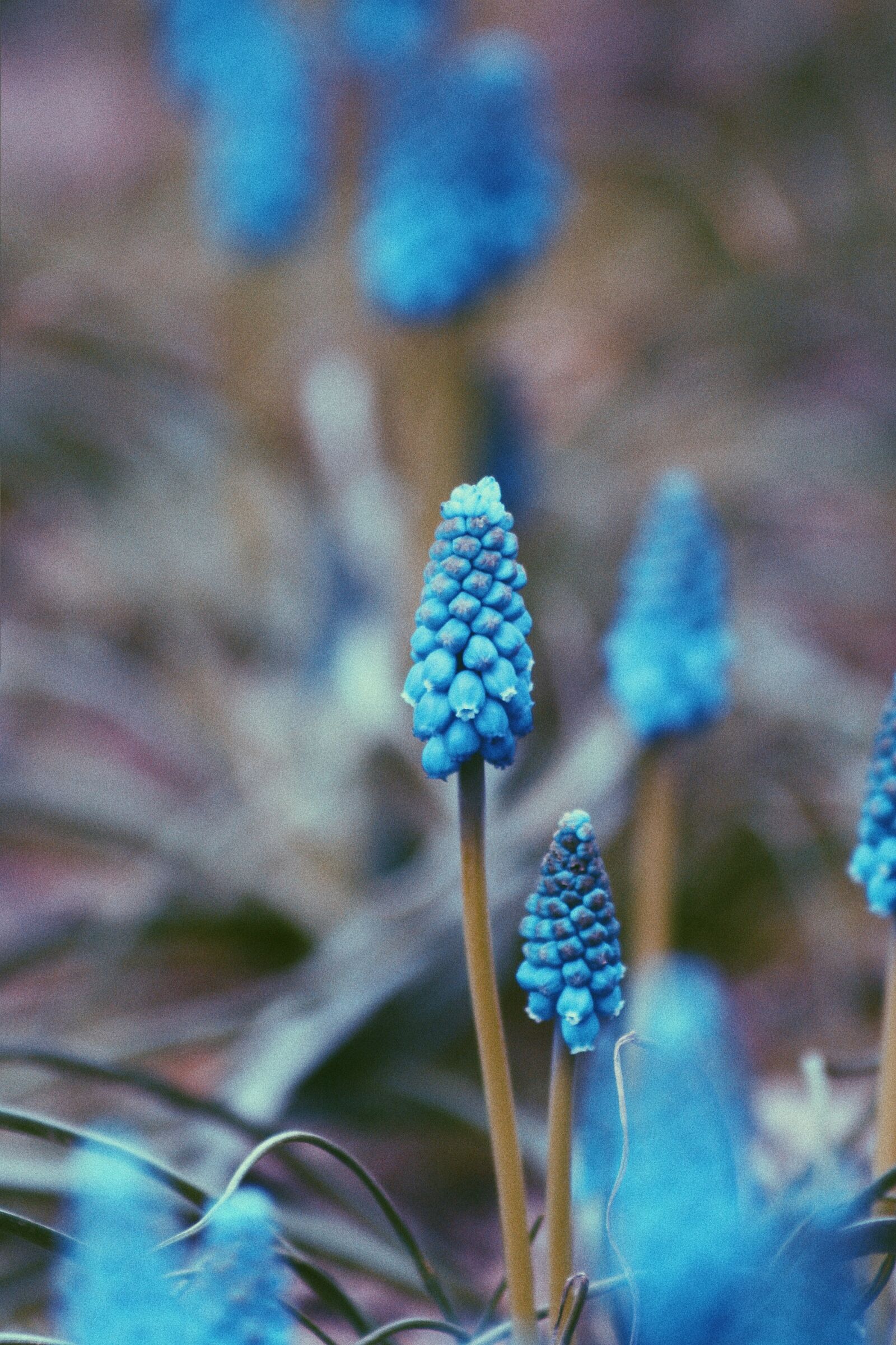 Canon EOS 350D (EOS Digital Rebel XT / EOS Kiss Digital N) sample photo. Blue, flowers, beauty photography
