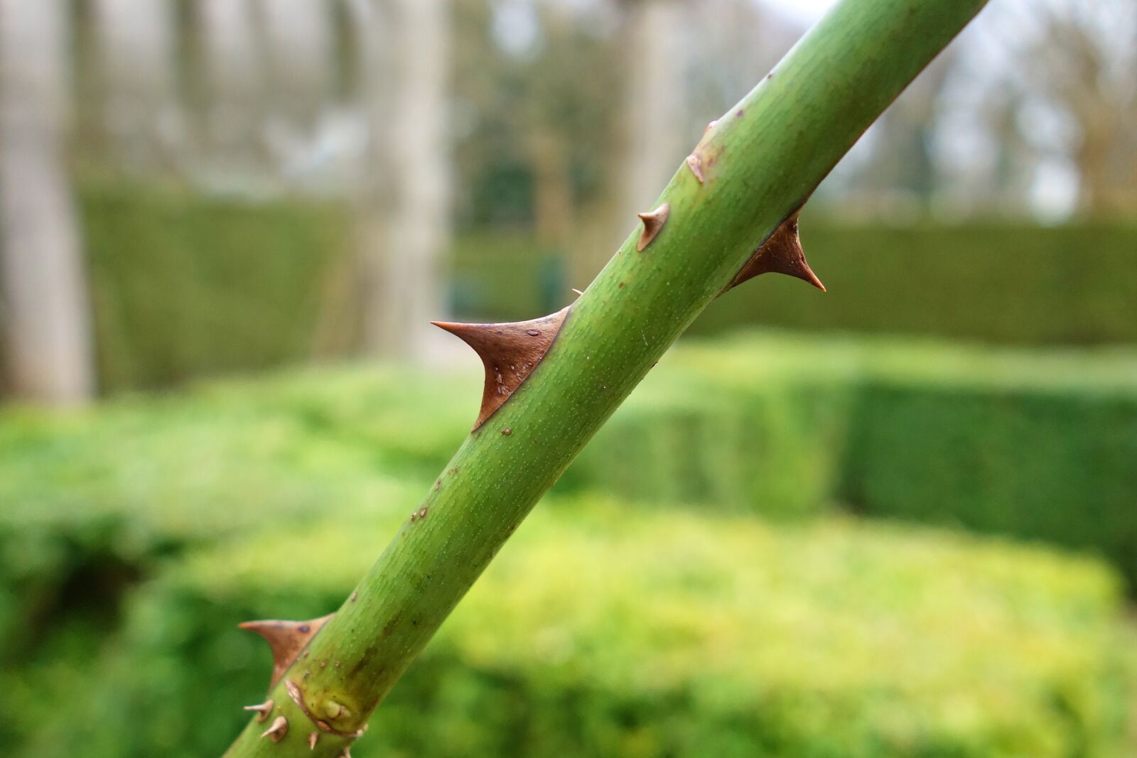 Sony Cyber-shot DSC-RX100 sample photo. Thorn, sharp, prickle photography