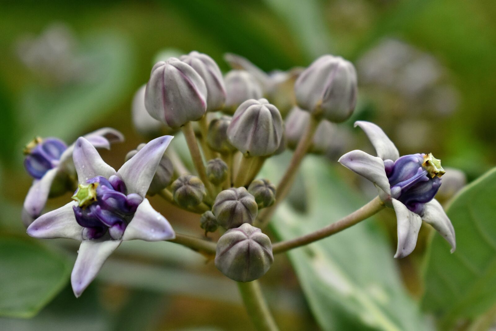 Nikon D3400 sample photo. Purple, pistil, star photography