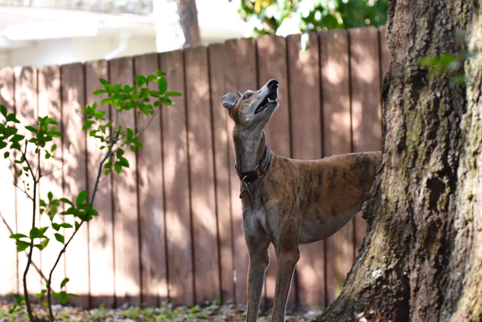 Nikon D5500 sample photo. Greyhound, greyhounds, retired racing photography