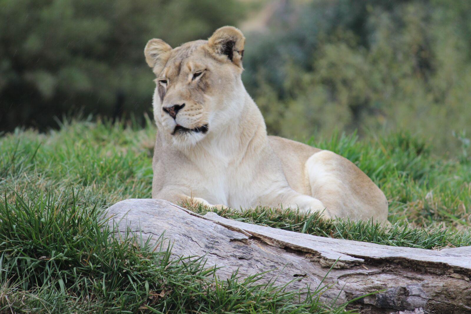Canon EOS 600D (Rebel EOS T3i / EOS Kiss X5) sample photo. Lioness, cat, feline photography