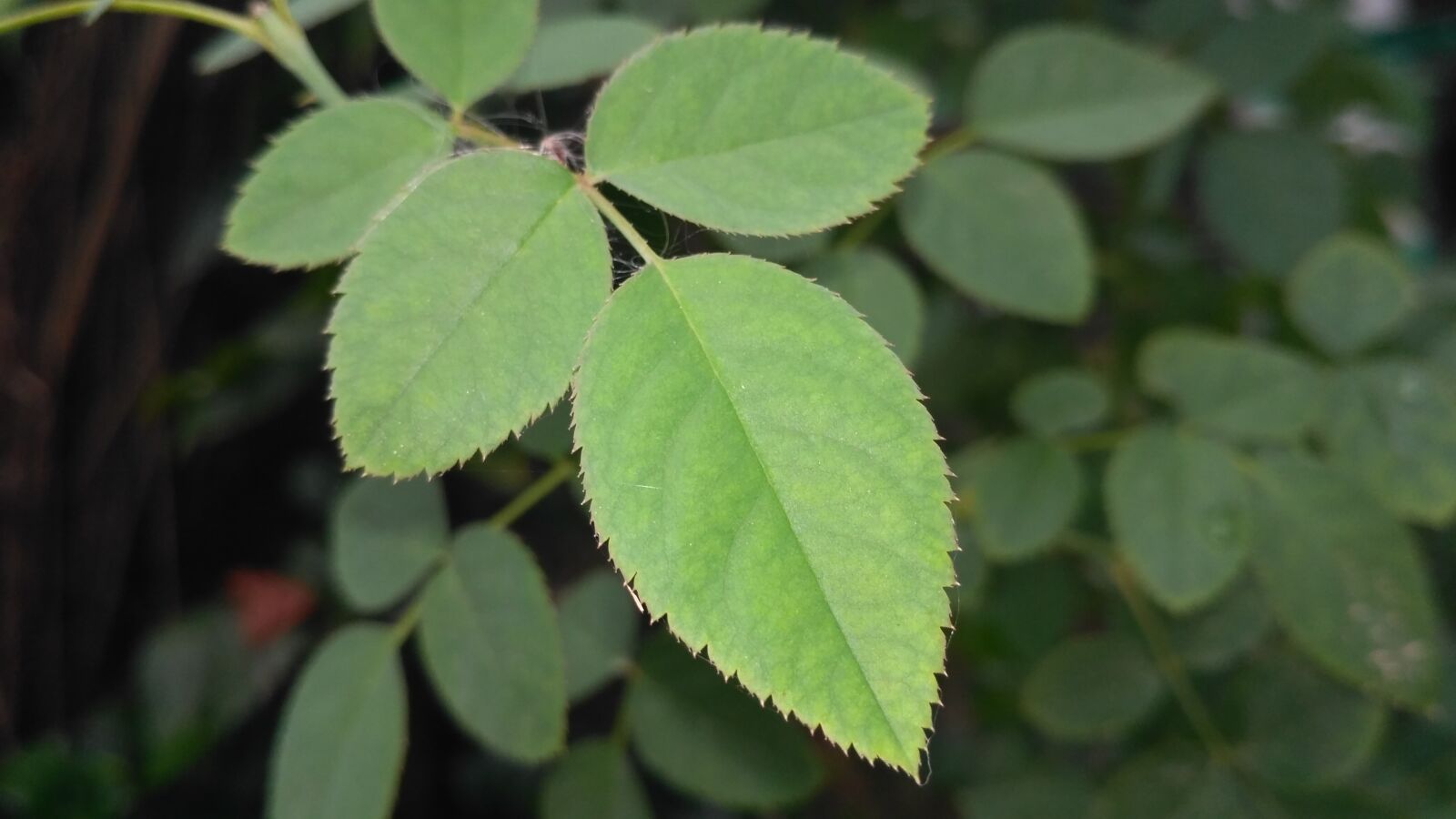 Xiaomi Redmi 3S sample photo. Rose leaves, rose green photography