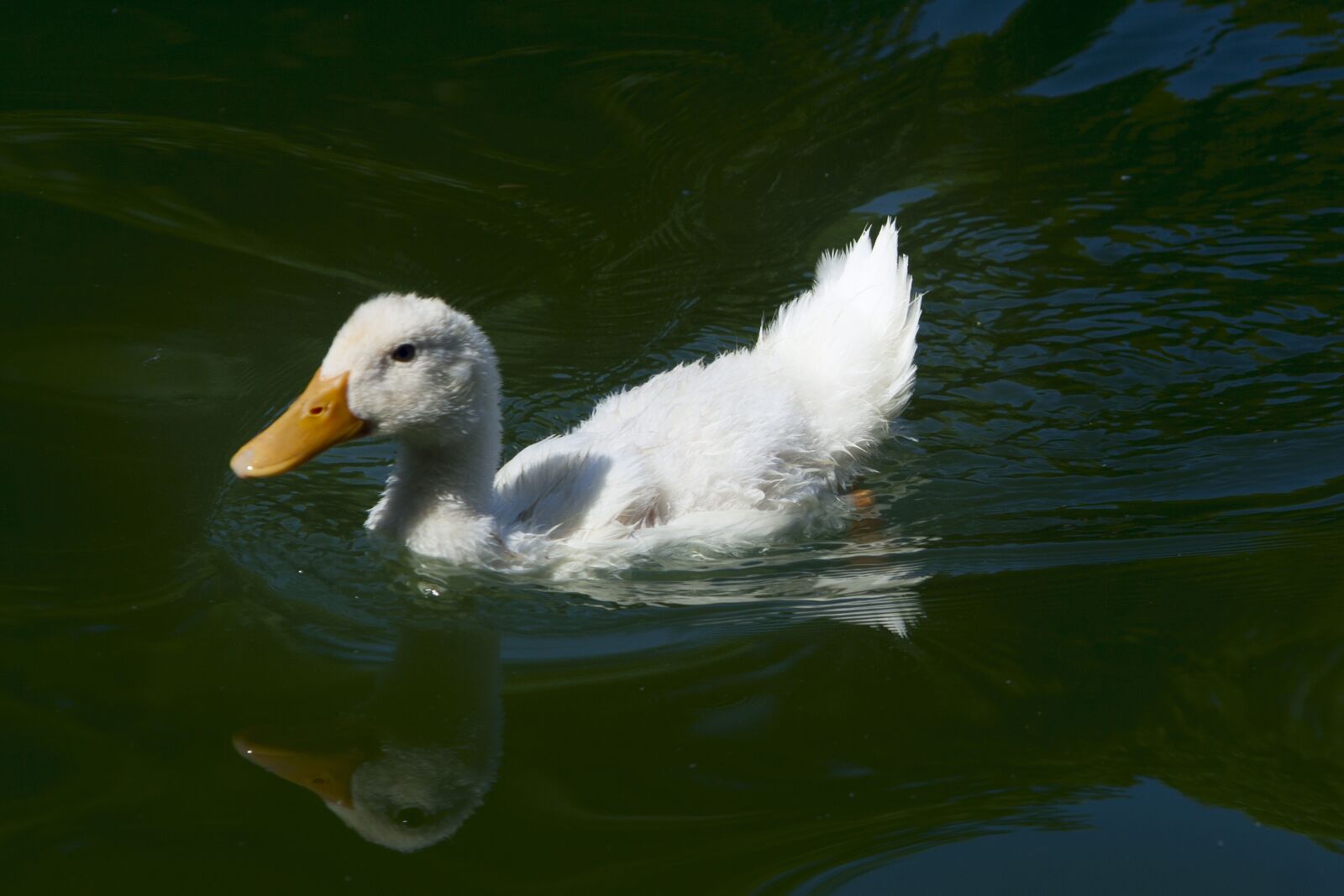 Canon EOS 350D (EOS Digital Rebel XT / EOS Kiss Digital N) sample photo. Duck, pond, water photography